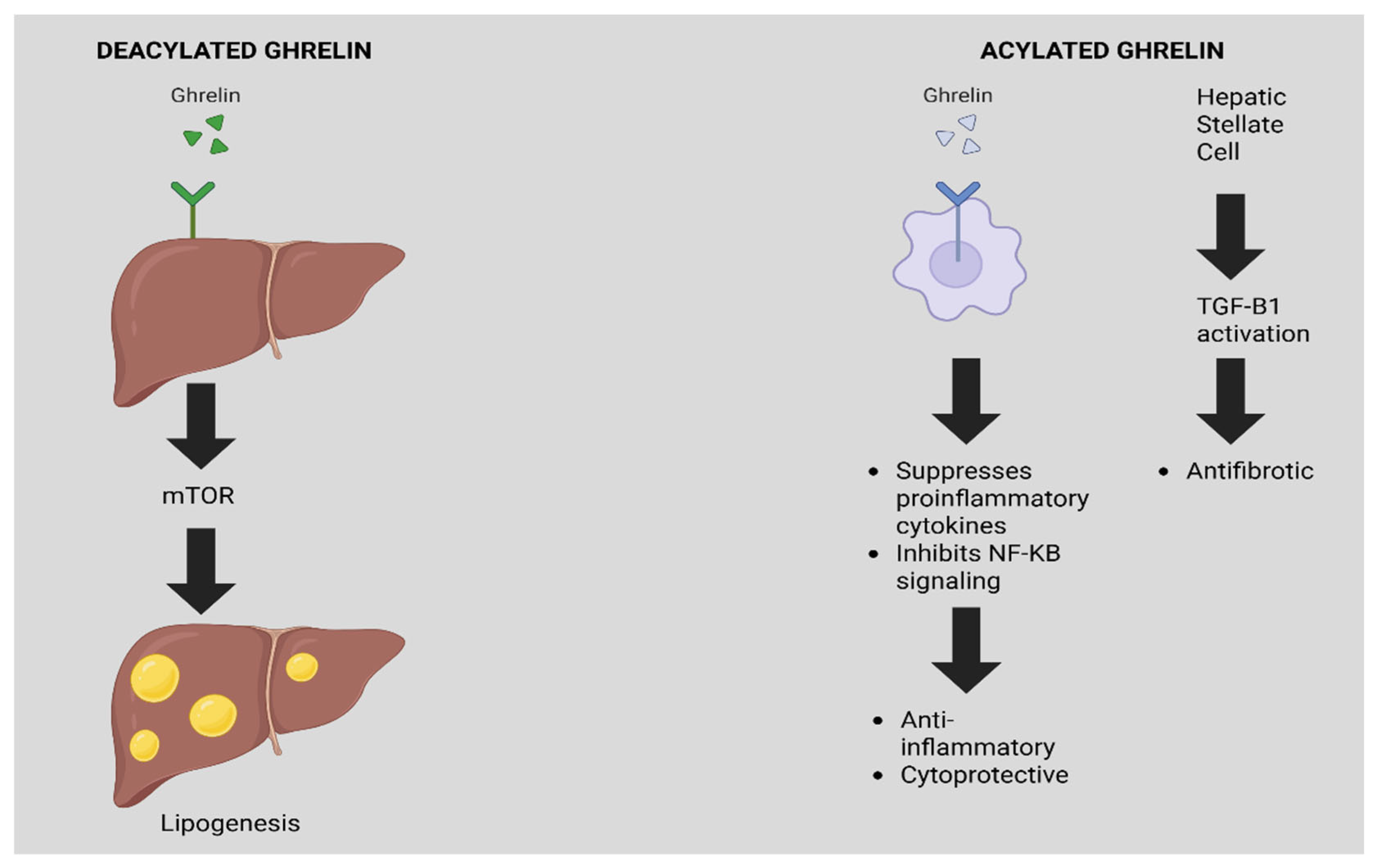 Biomedicines 13 02437 g001 Biomedicines 13 02437 g001