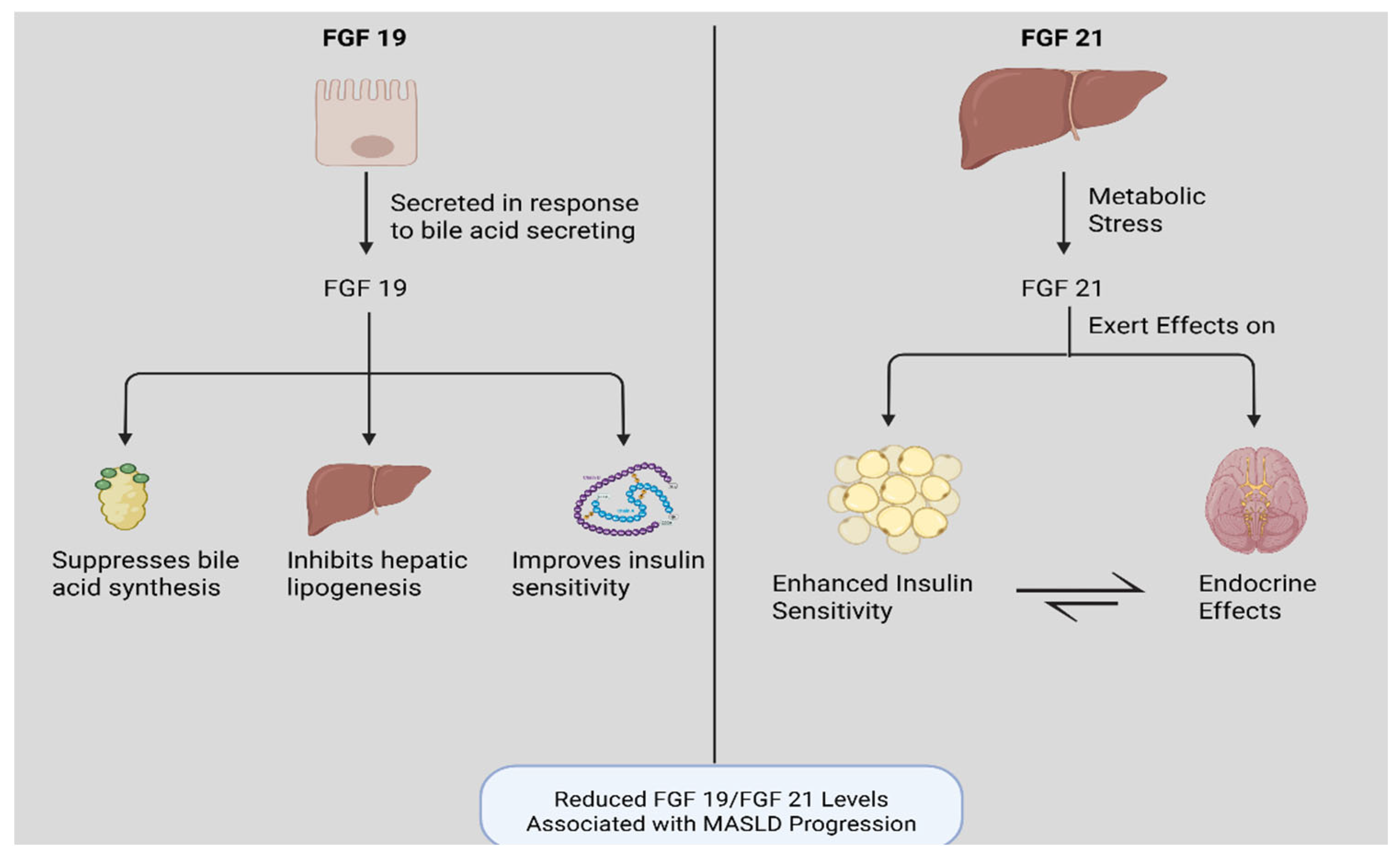 Biomedicines 13 02437 g002 Biomedicines 13 02437 g002