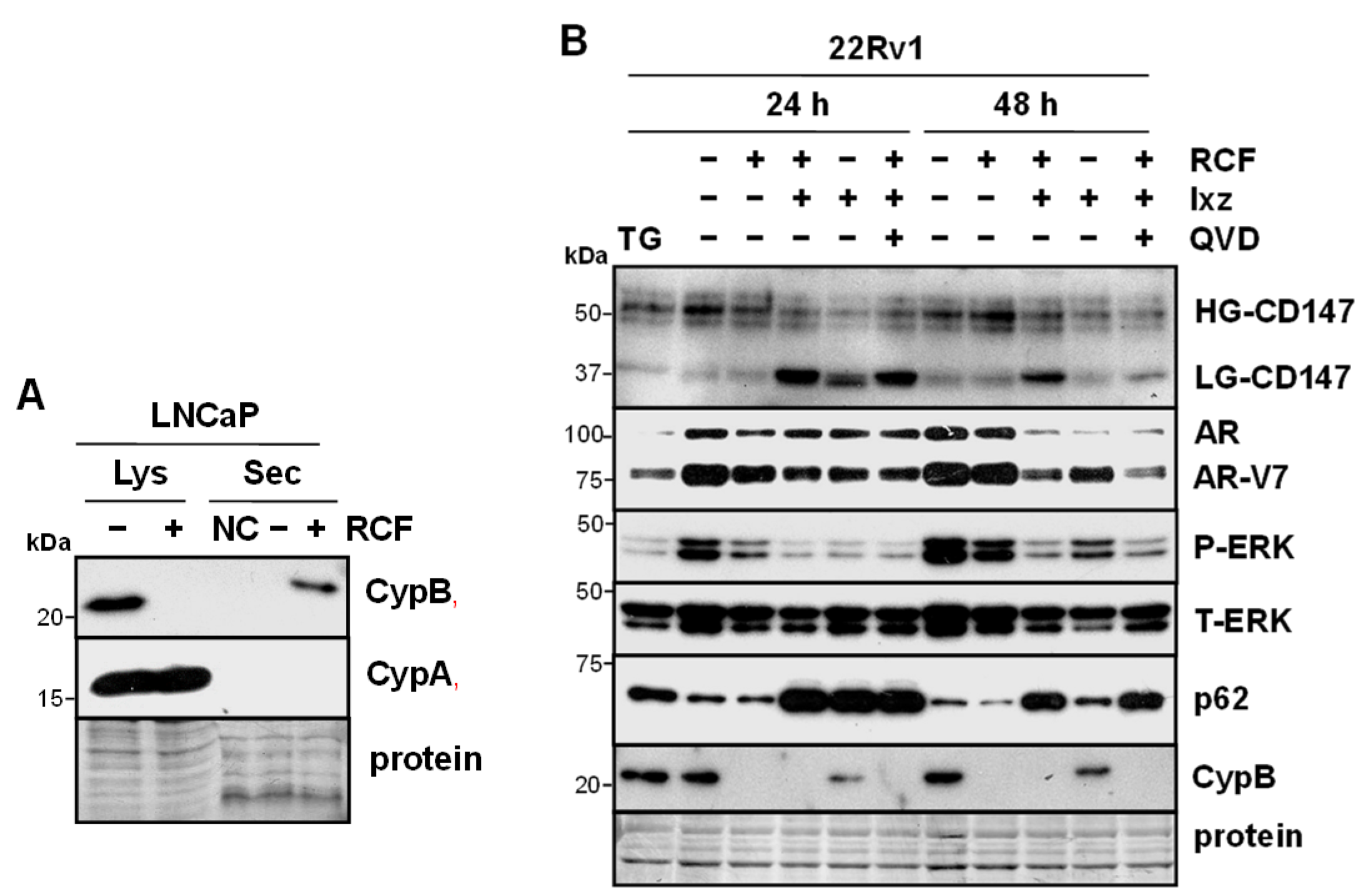 Biomedicines 13 02442 g002 Biomedicines 13 02442 g002