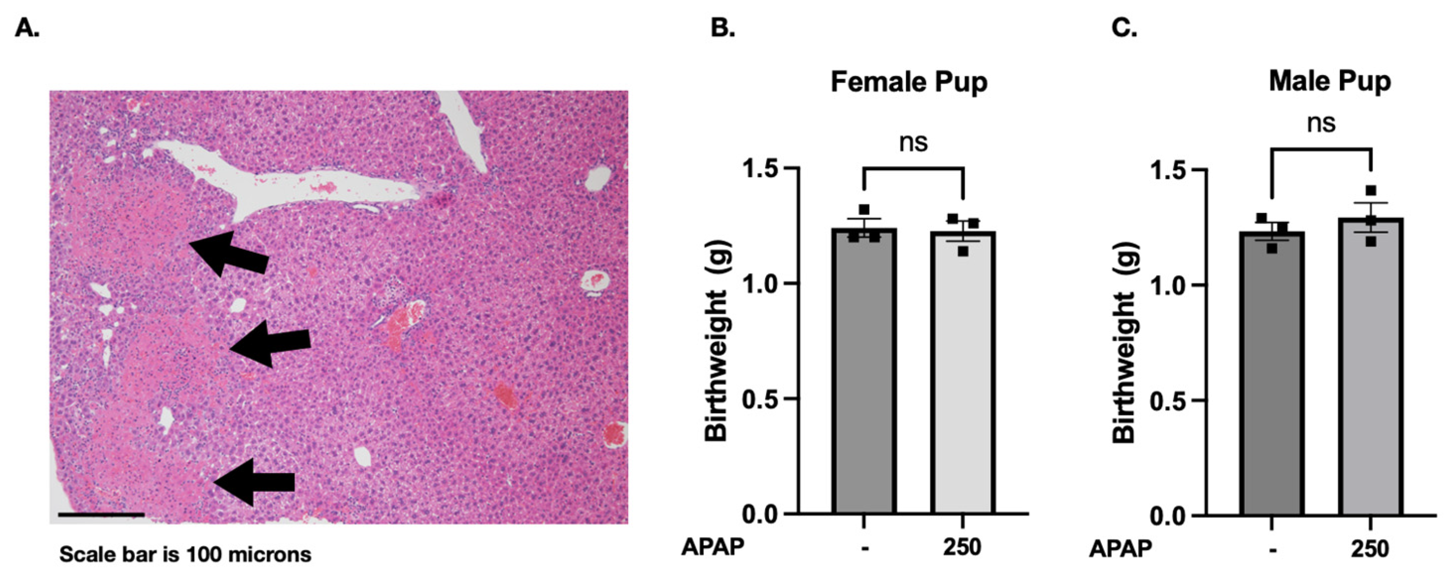Biomedicines 13 02446 g002 Biomedicines 13 02446 g002