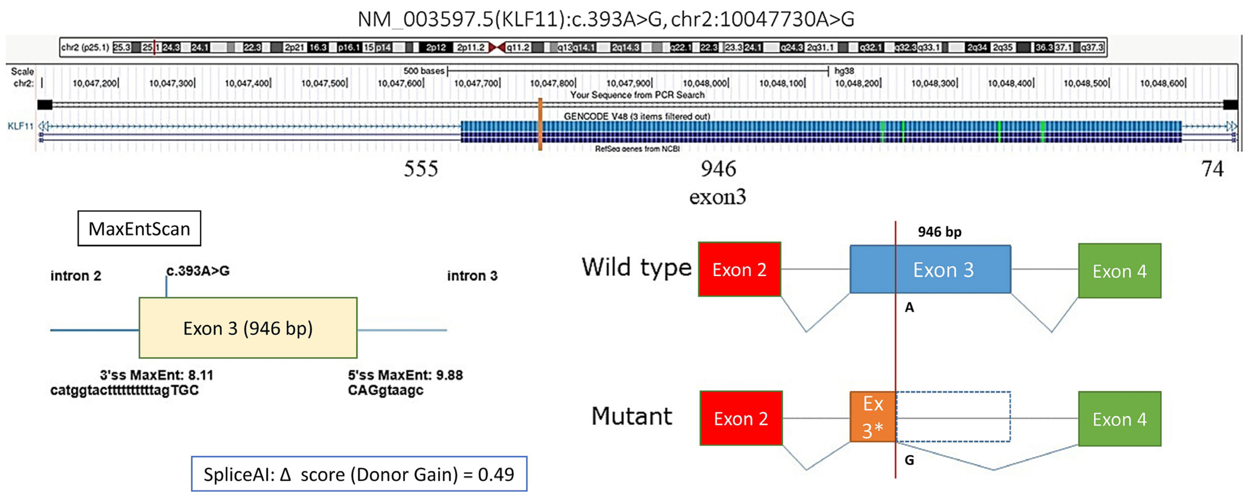Biomedicines 13 02452 g002 Biomedicines 13 02452 g002