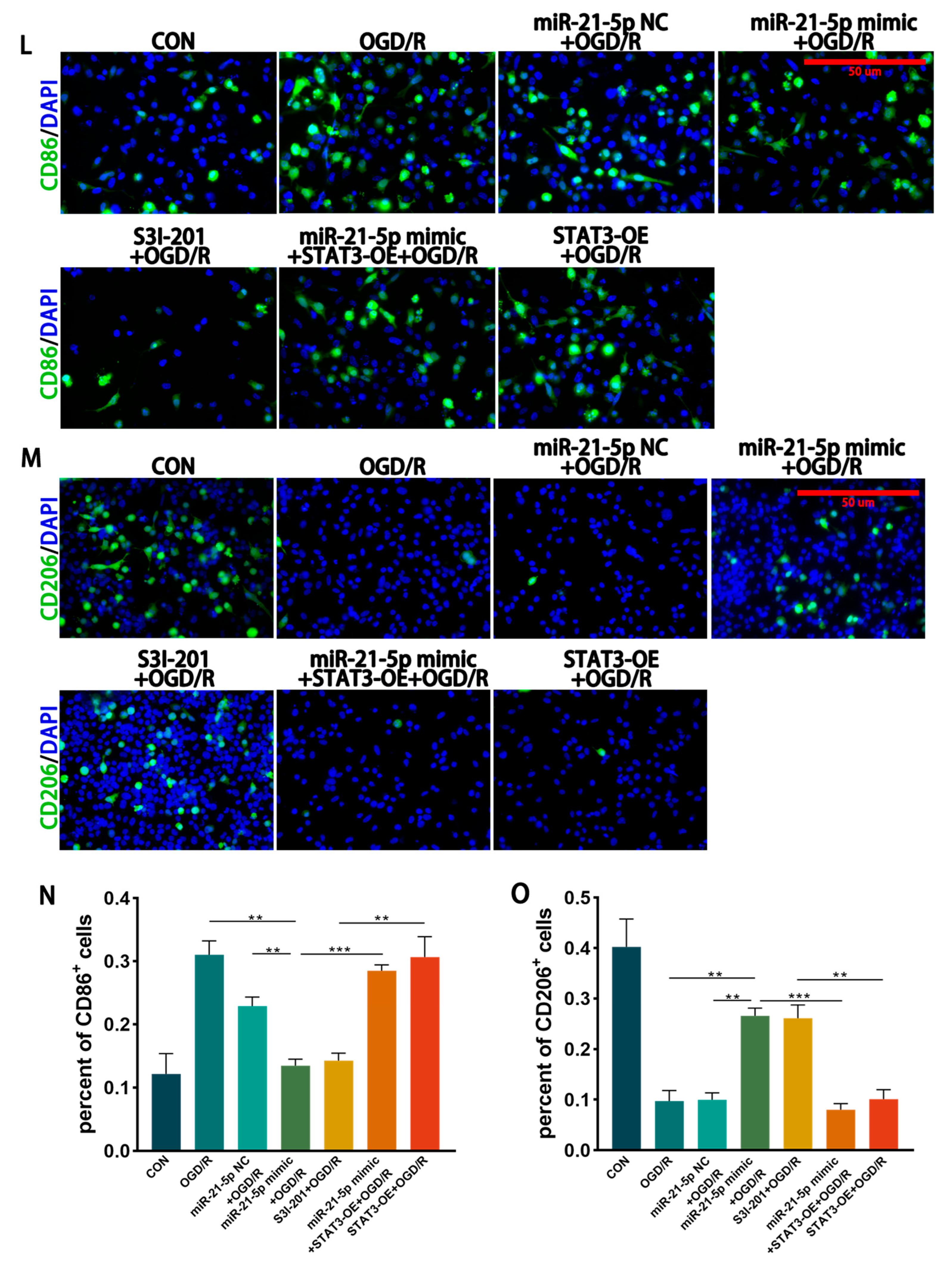 Biomedicines 13 02456 g004b