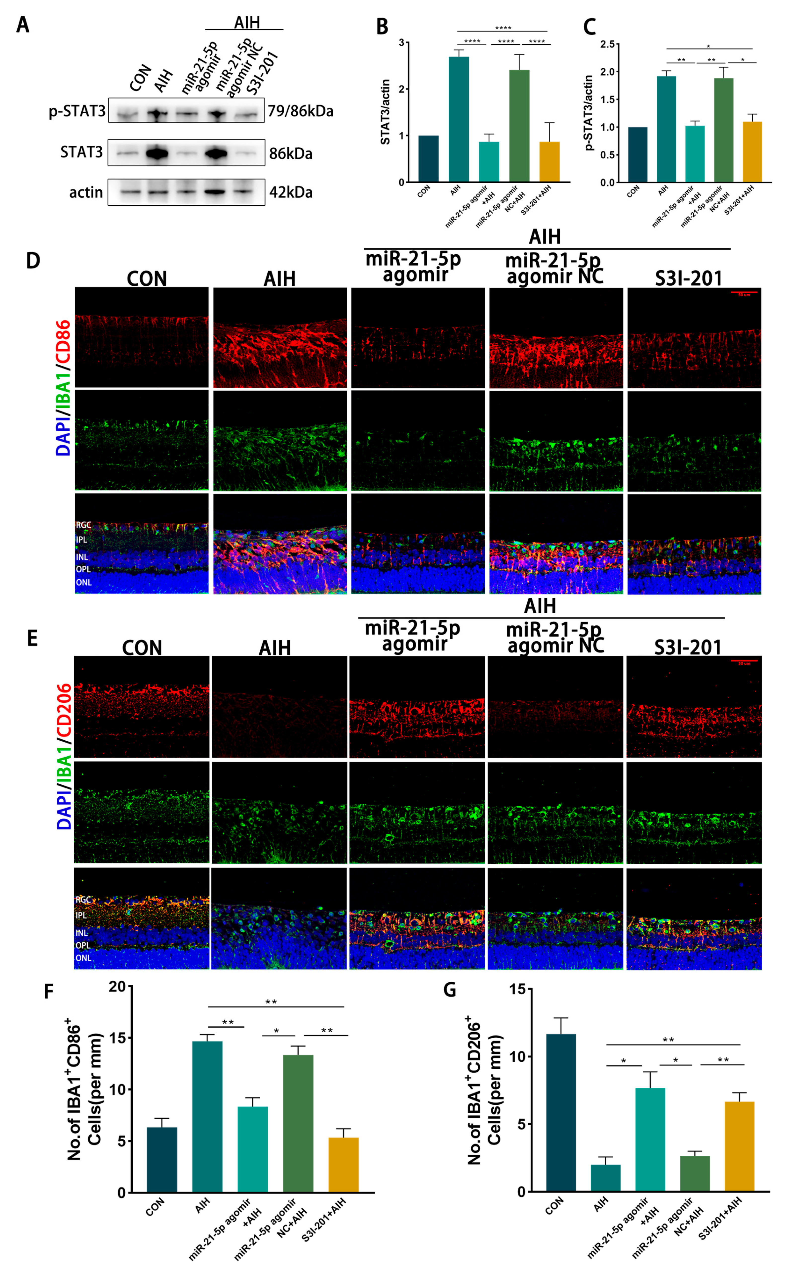 Biomedicines 13 02456 g005a