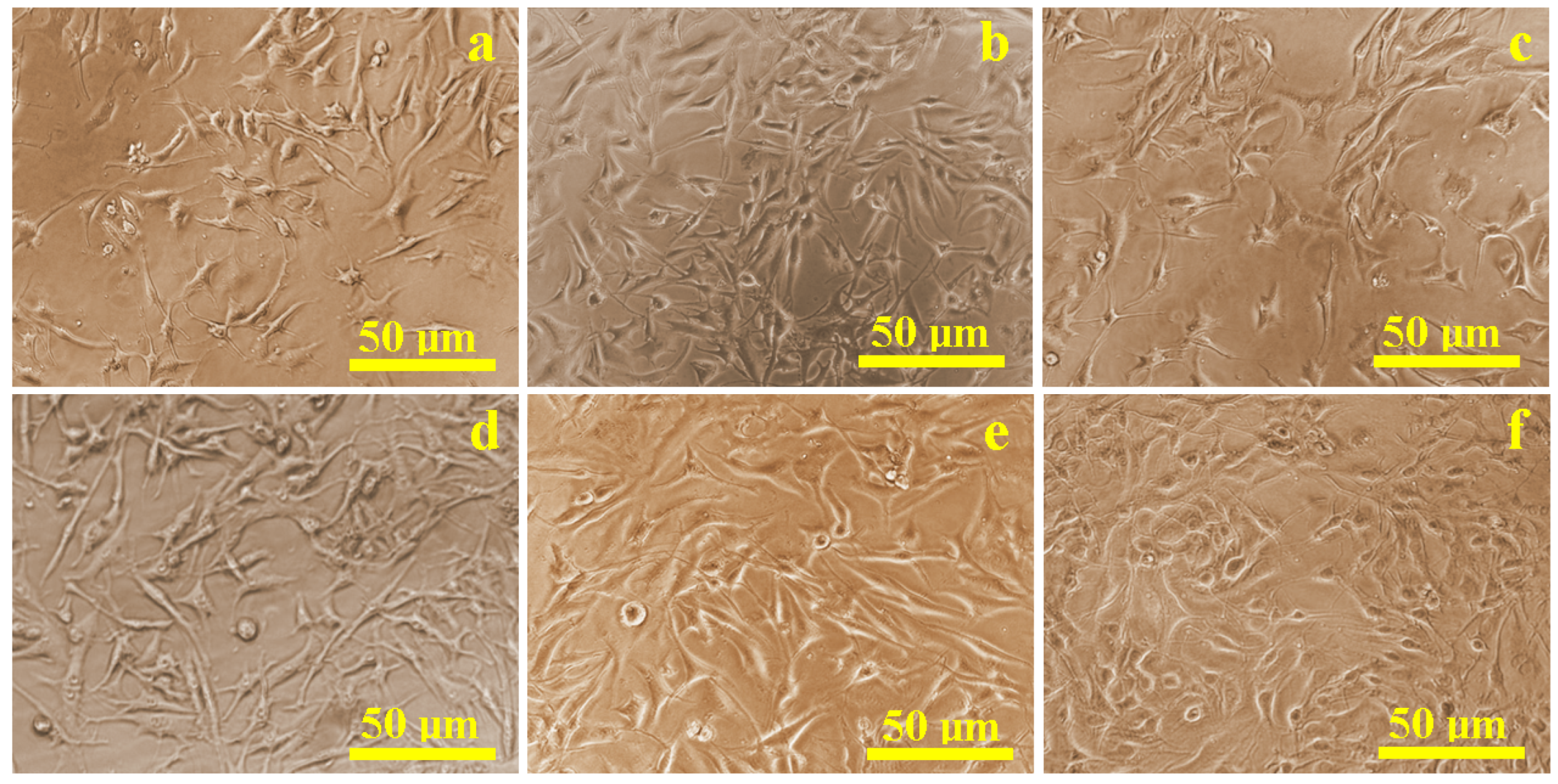 Biomedicines 13 02457 g001