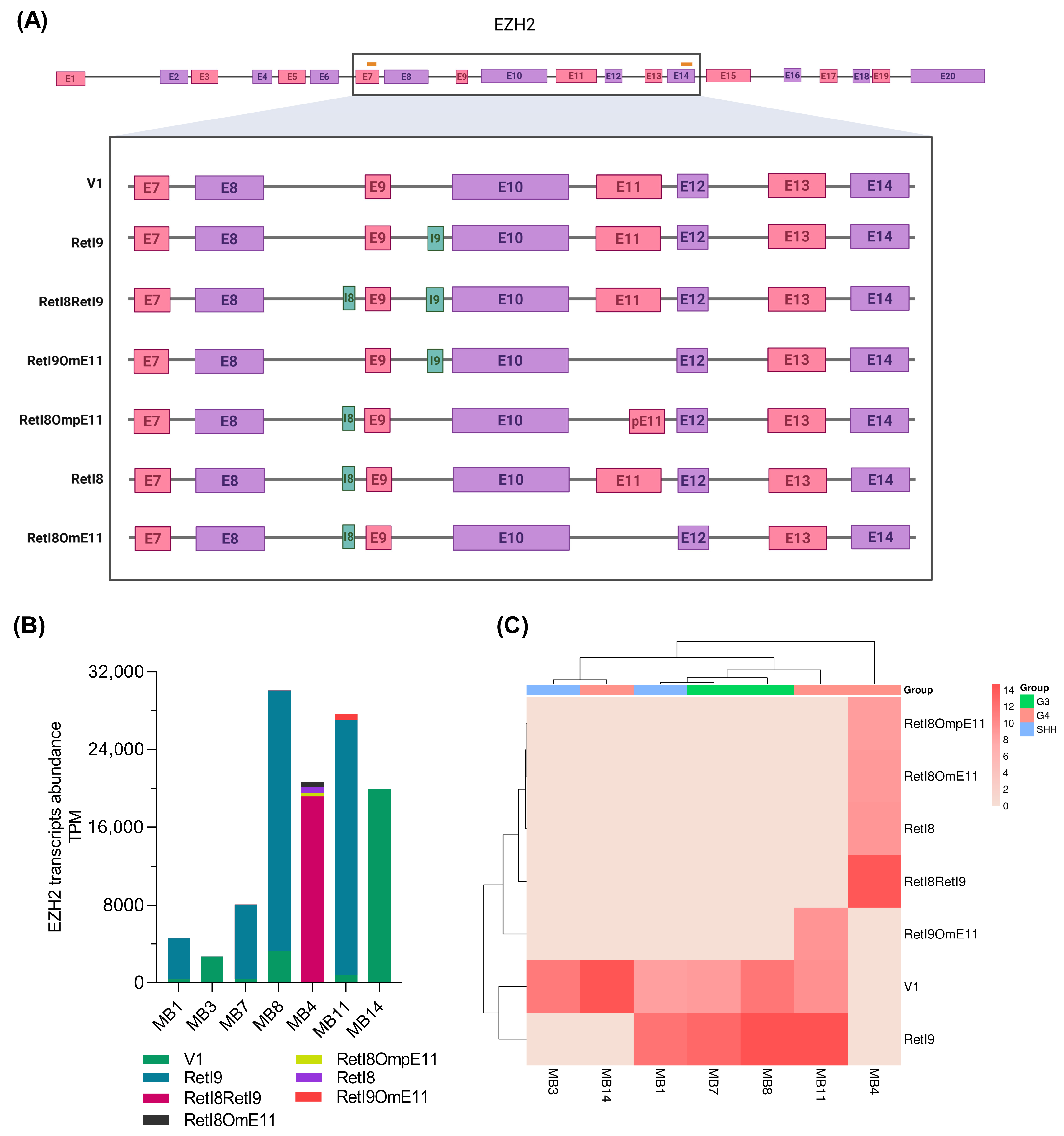 Biomedicines 13 02461 g003