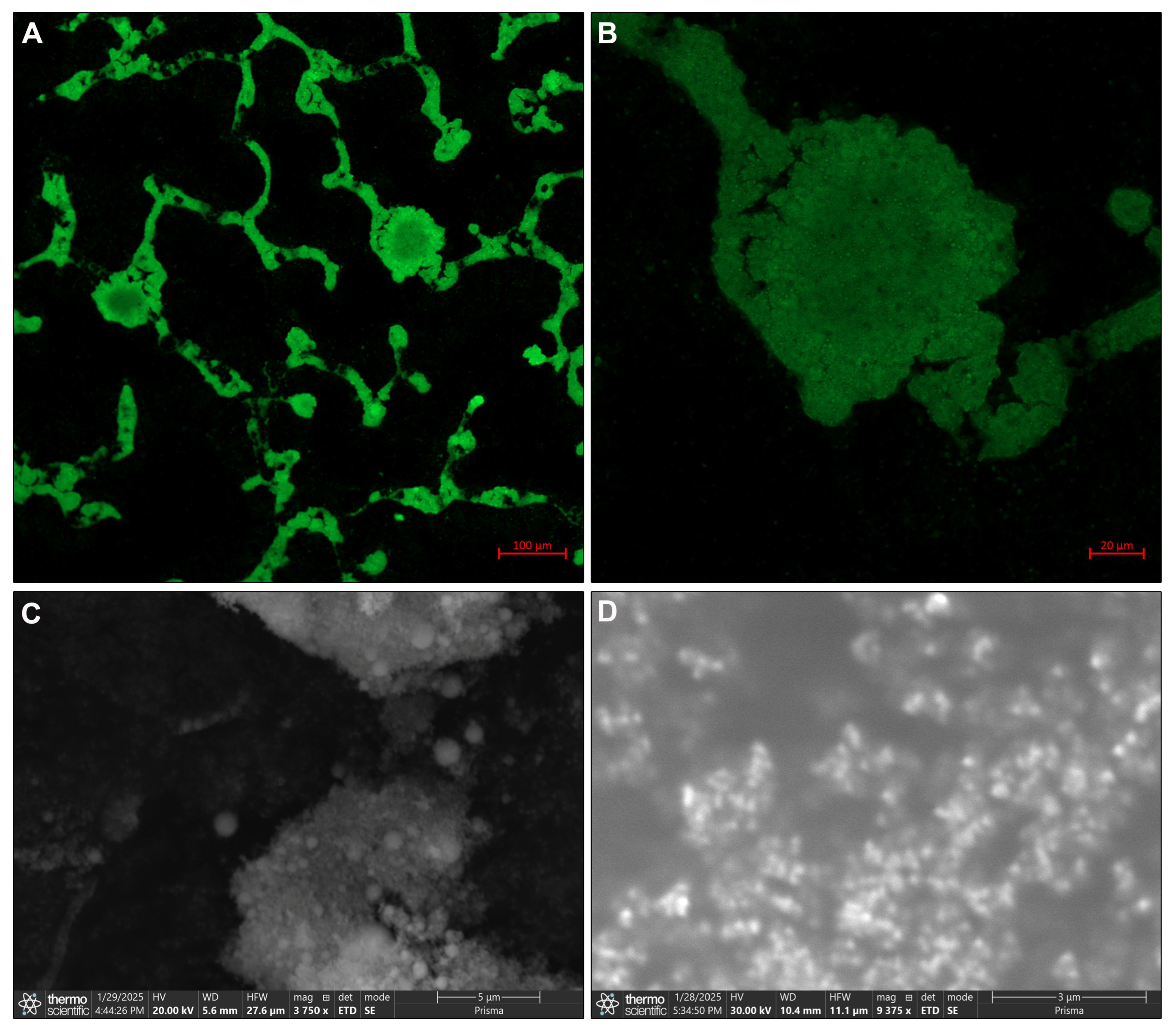Biomedicines 13 02463 g002 Biomedicines 13 02463 g002