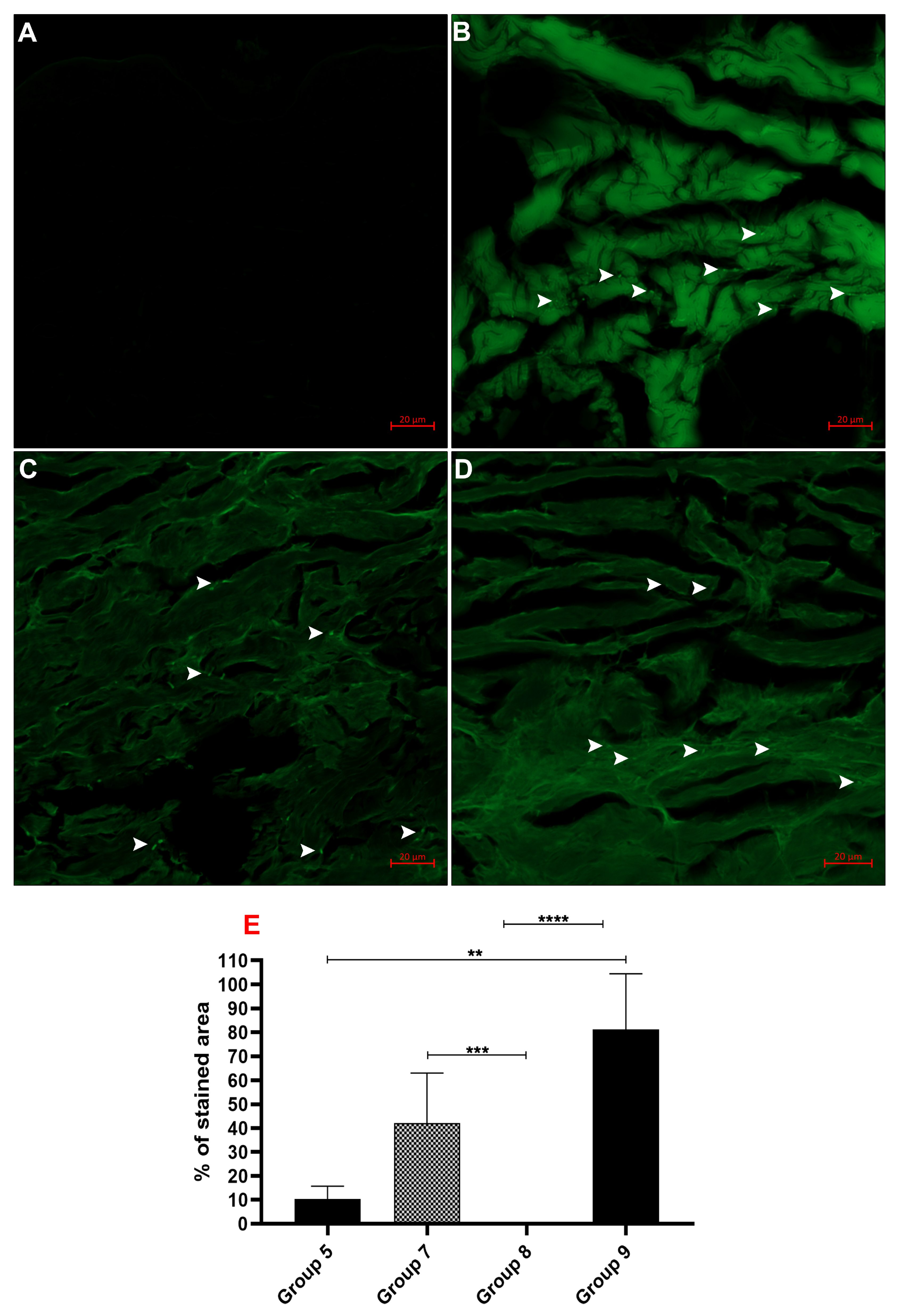 Biomedicines 13 02463 g004 Biomedicines 13 02463 g004