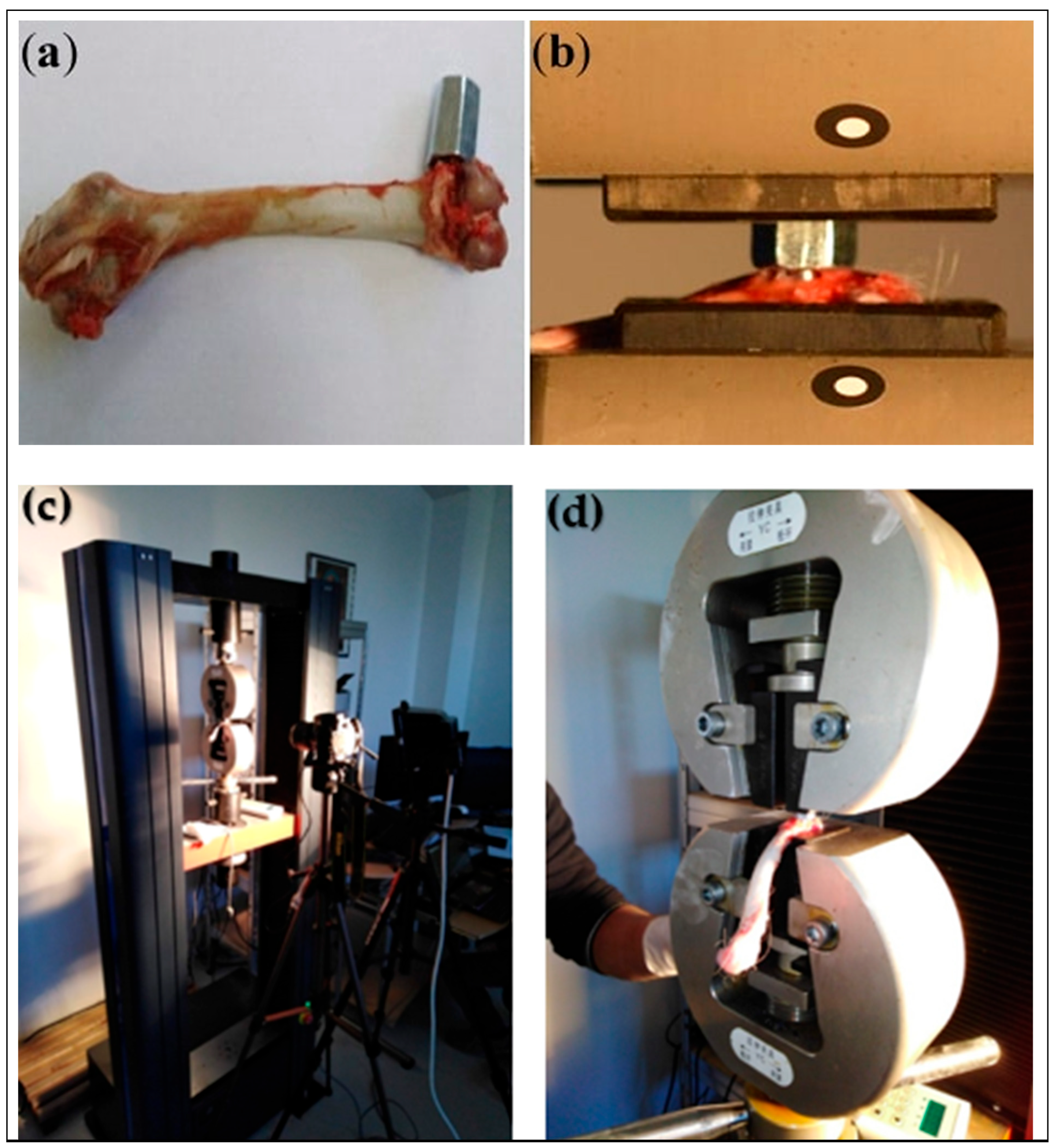 Biomedicines 13 02468 g003
