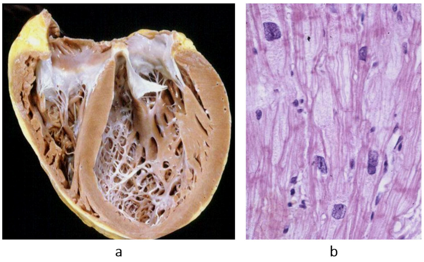Biomedicines 13 02470 g004