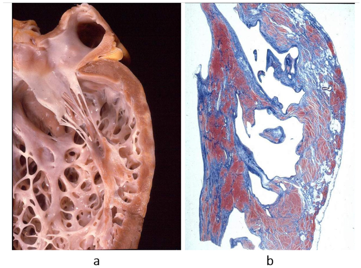 Biomedicines 13 02470 g005