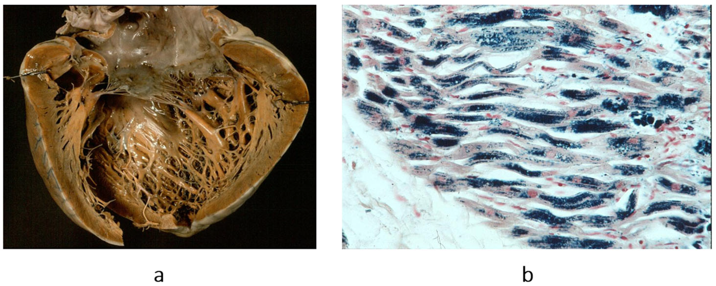 Biomedicines 13 02470 g009