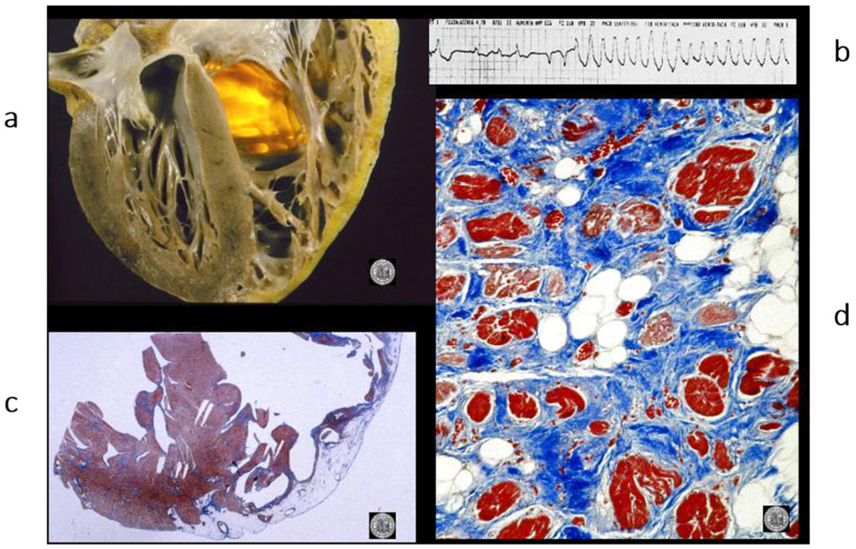 Biomedicines 13 02470 g012
