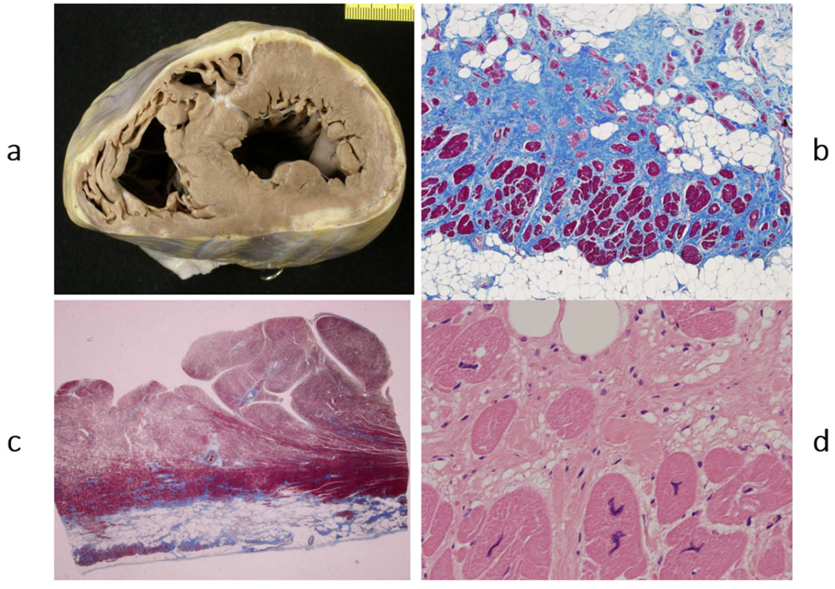 Biomedicines 13 02470 g013