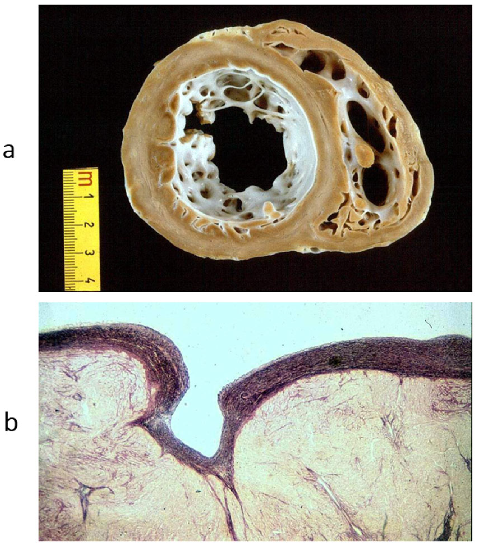 Biomedicines 13 02470 g016
