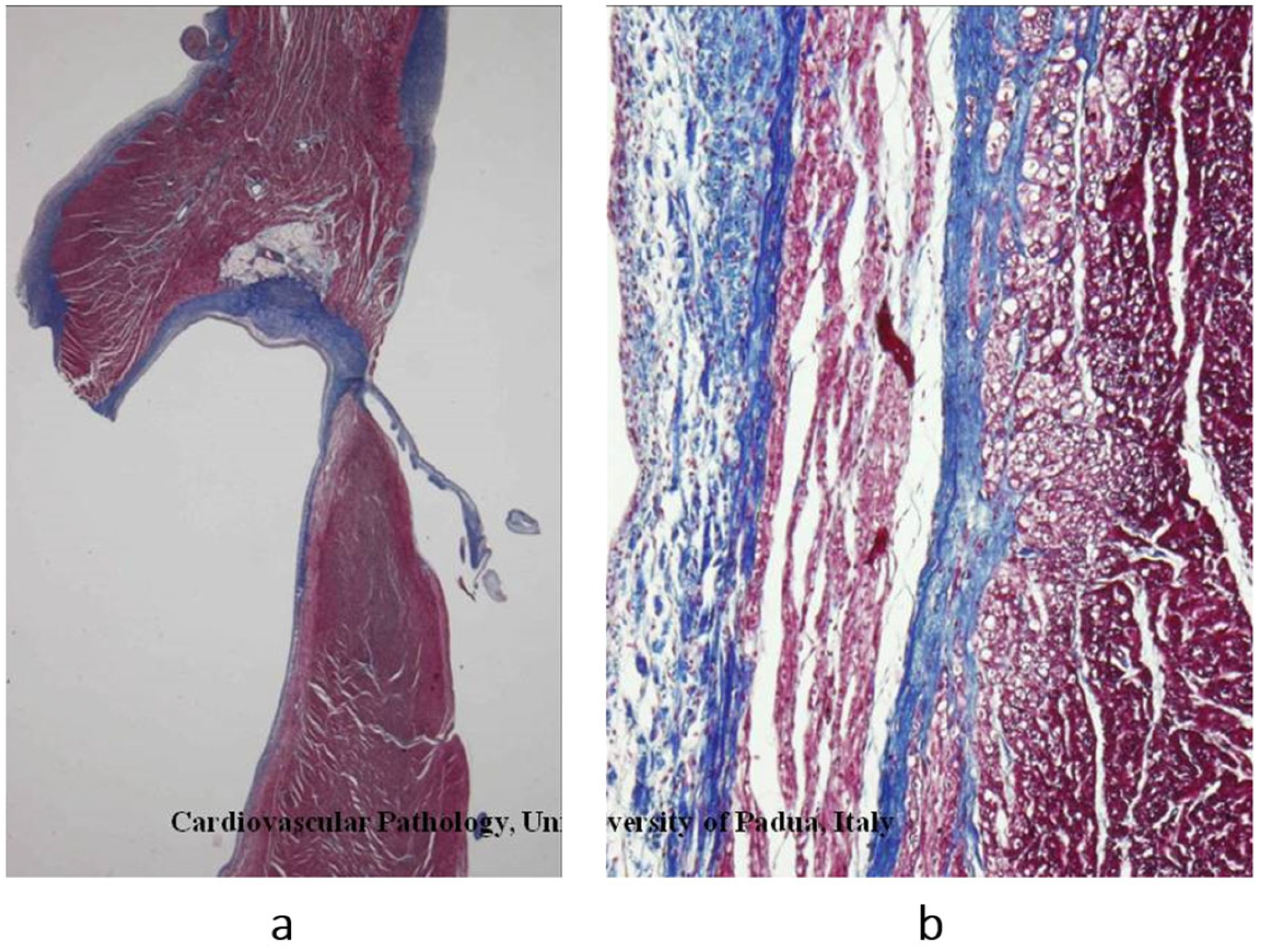 Biomedicines 13 02470 g017