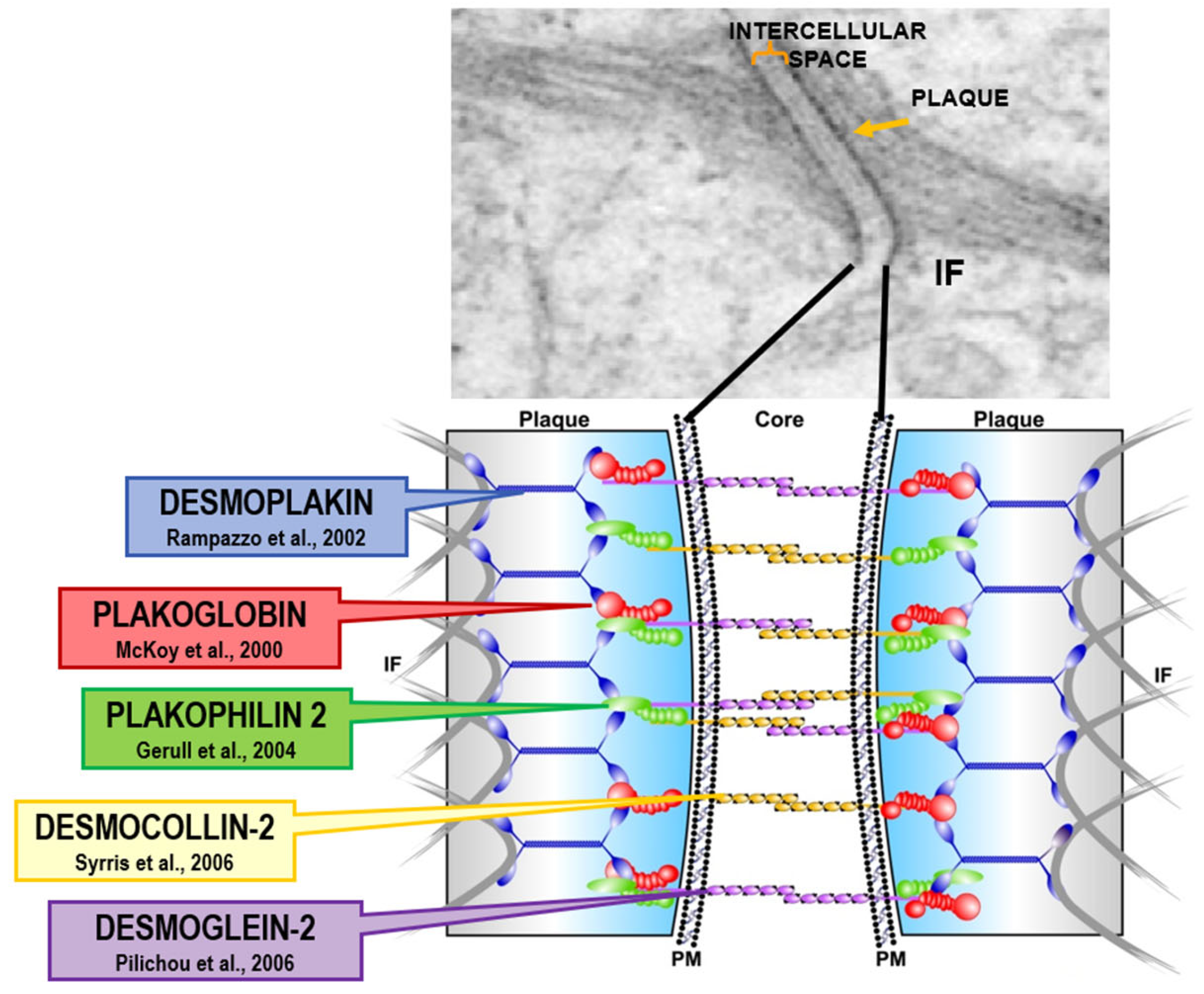 Biomedicines 13 02470 g019