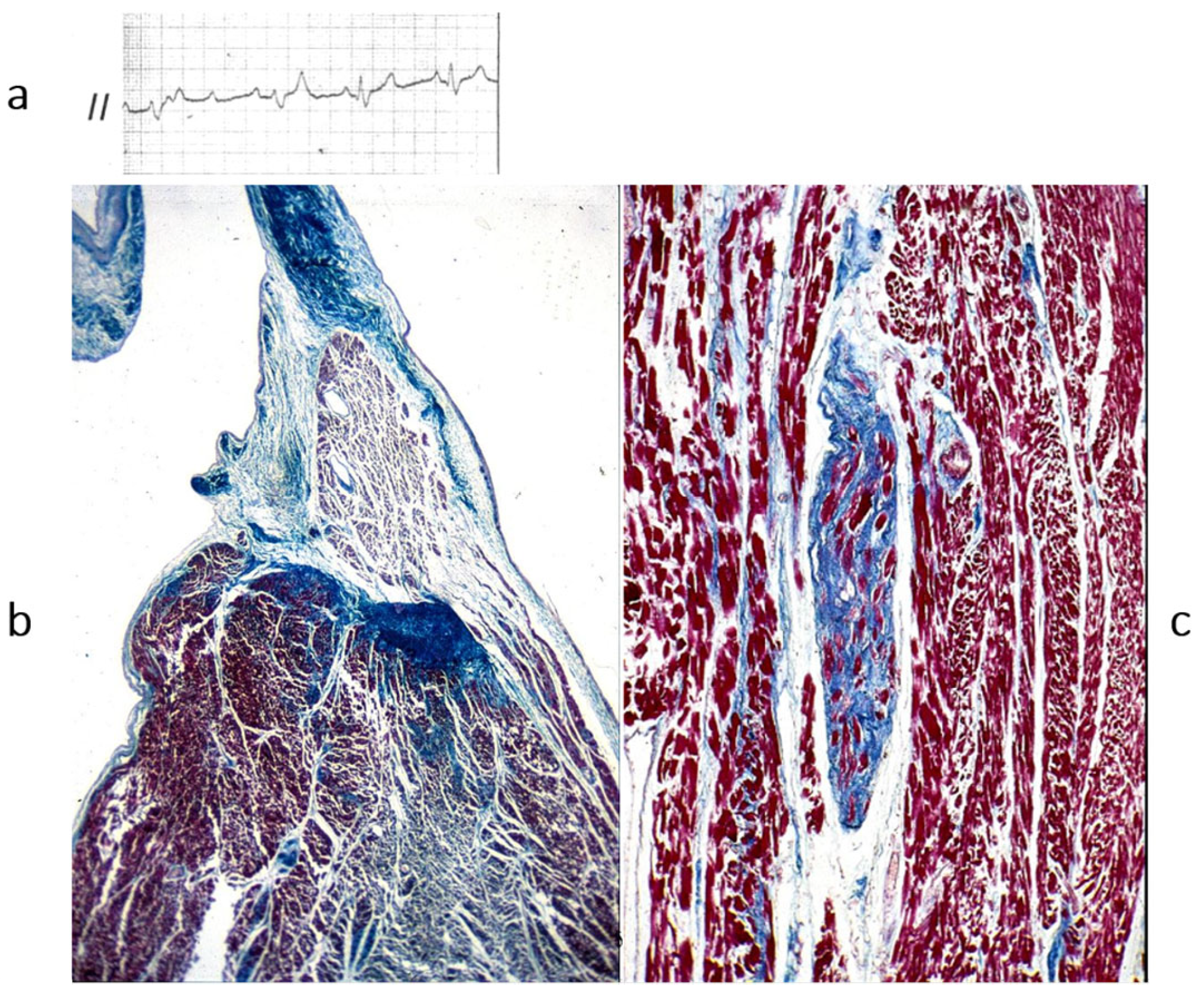 Biomedicines 13 02470 g021