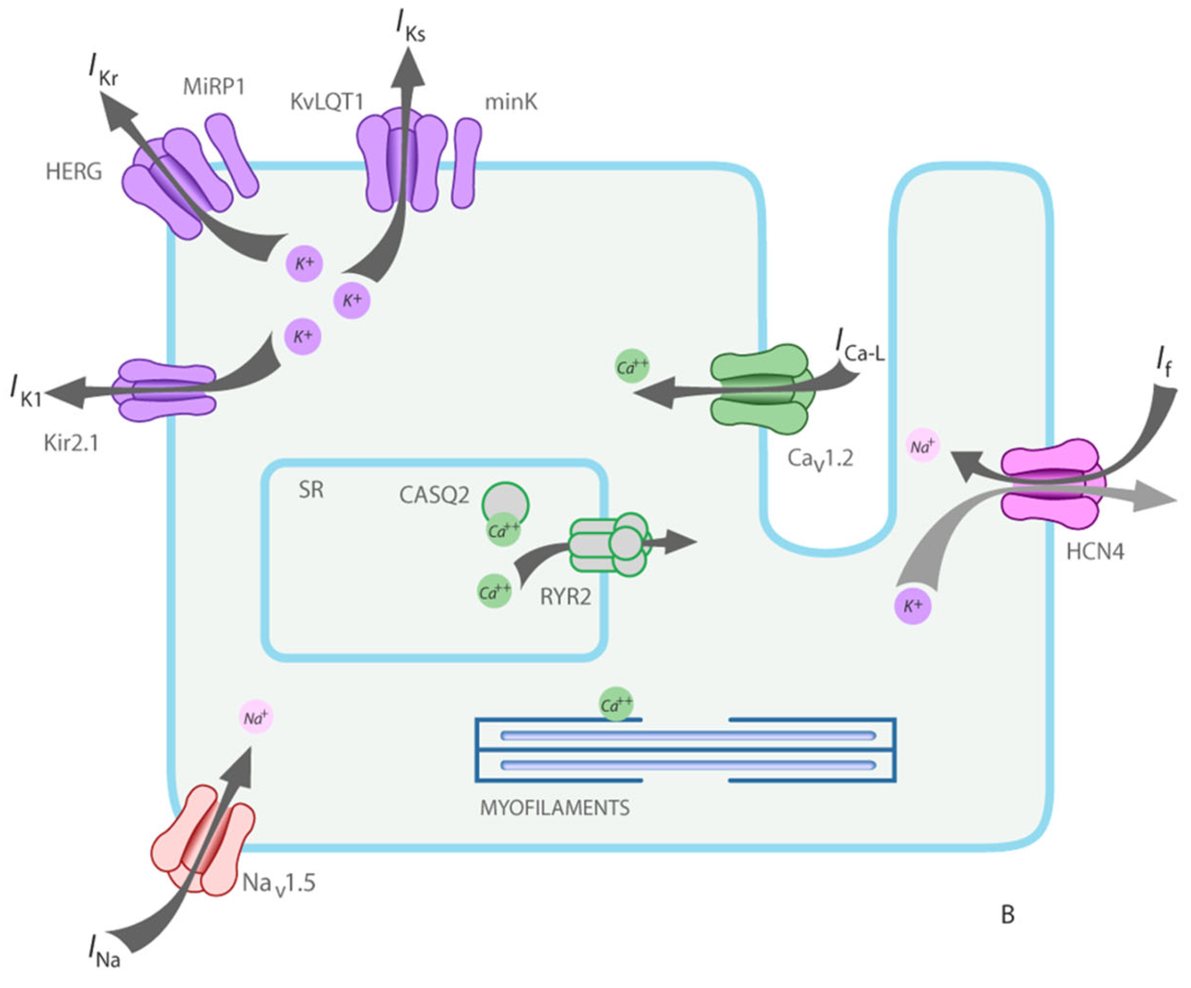 Biomedicines 13 02470 g025