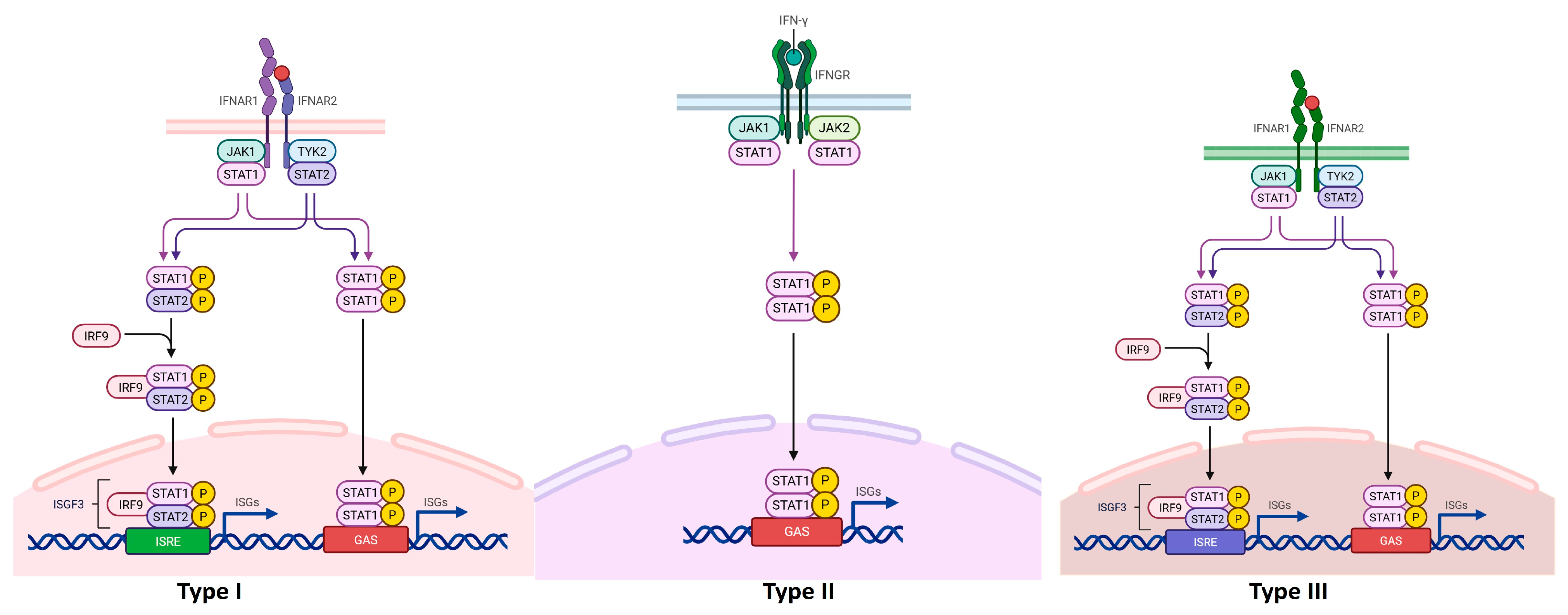 Biomedicines 13 02472 g002