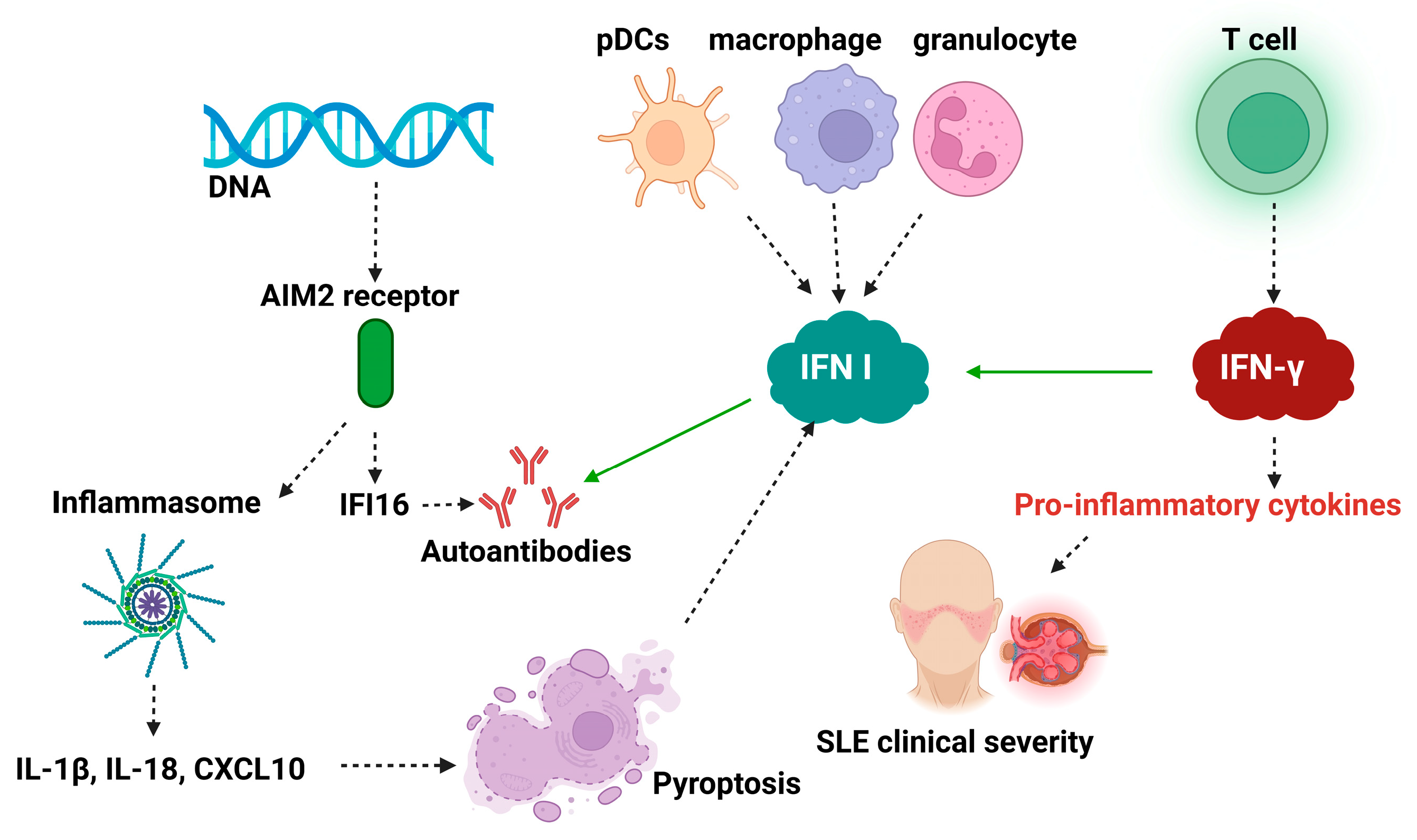 Biomedicines 13 02472 g003