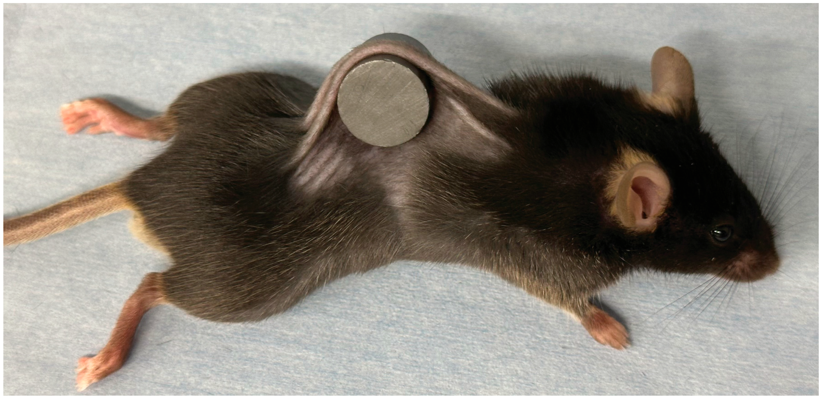 Biomedicines 13 02475 g001