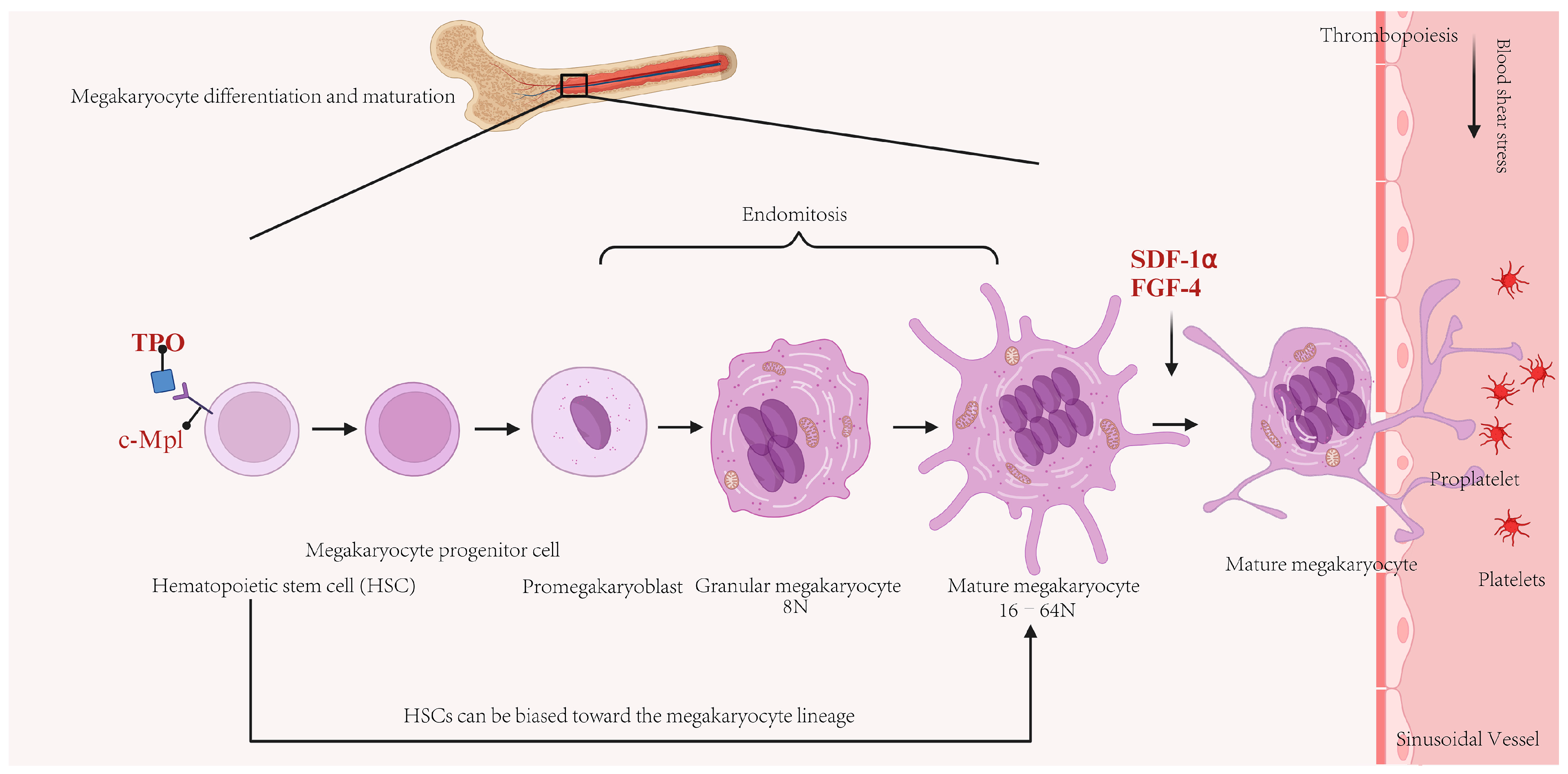 Biomedicines 13 02479 g001