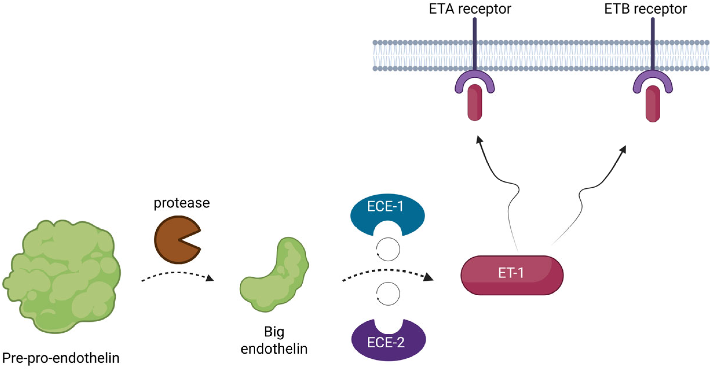 Biomedicines 13 02480 g001