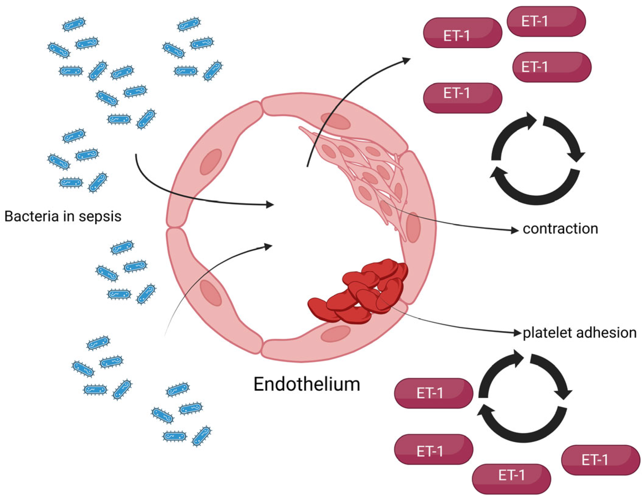 Biomedicines 13 02480 g003