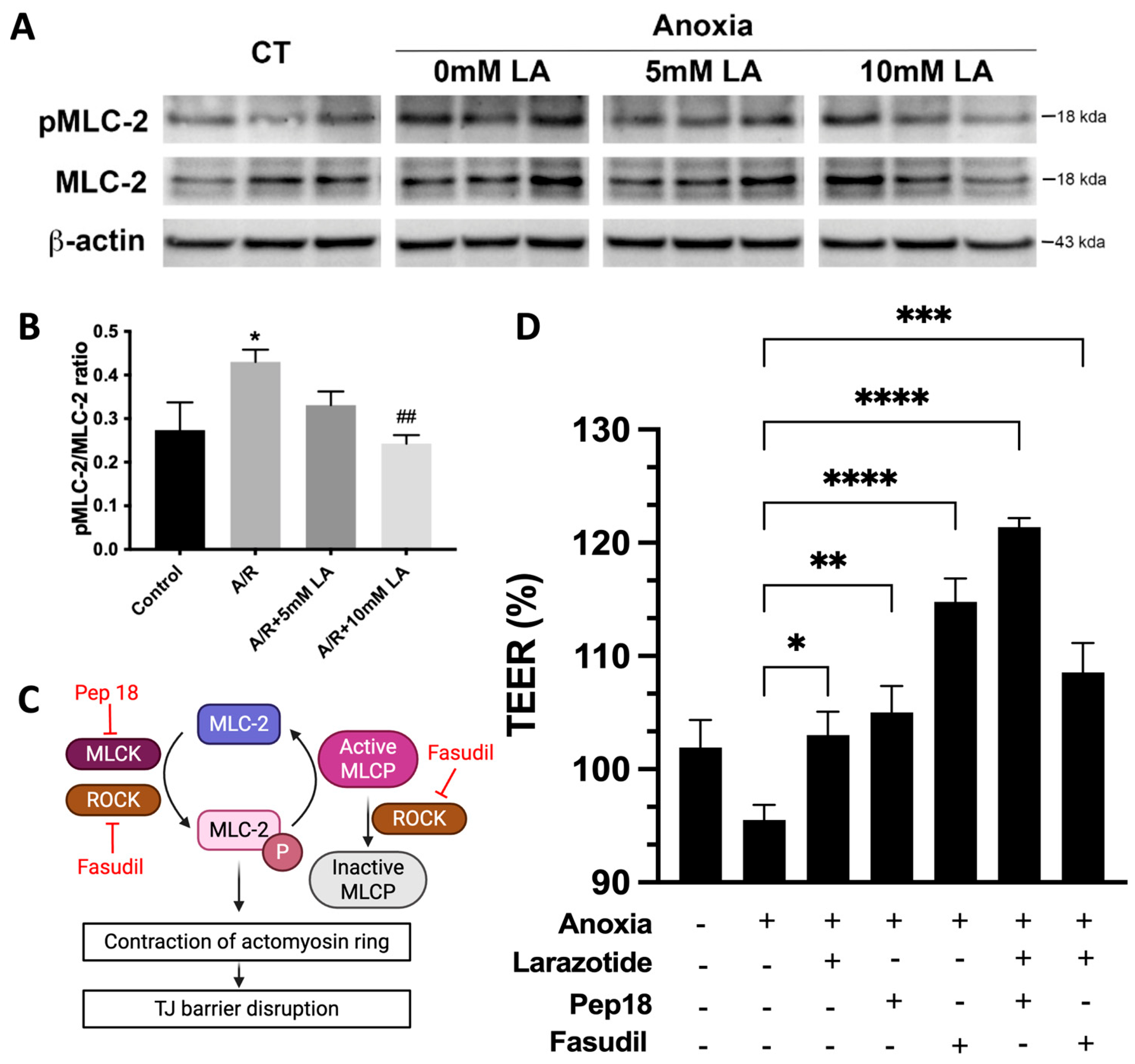 Biomedicines 13 02483 g006