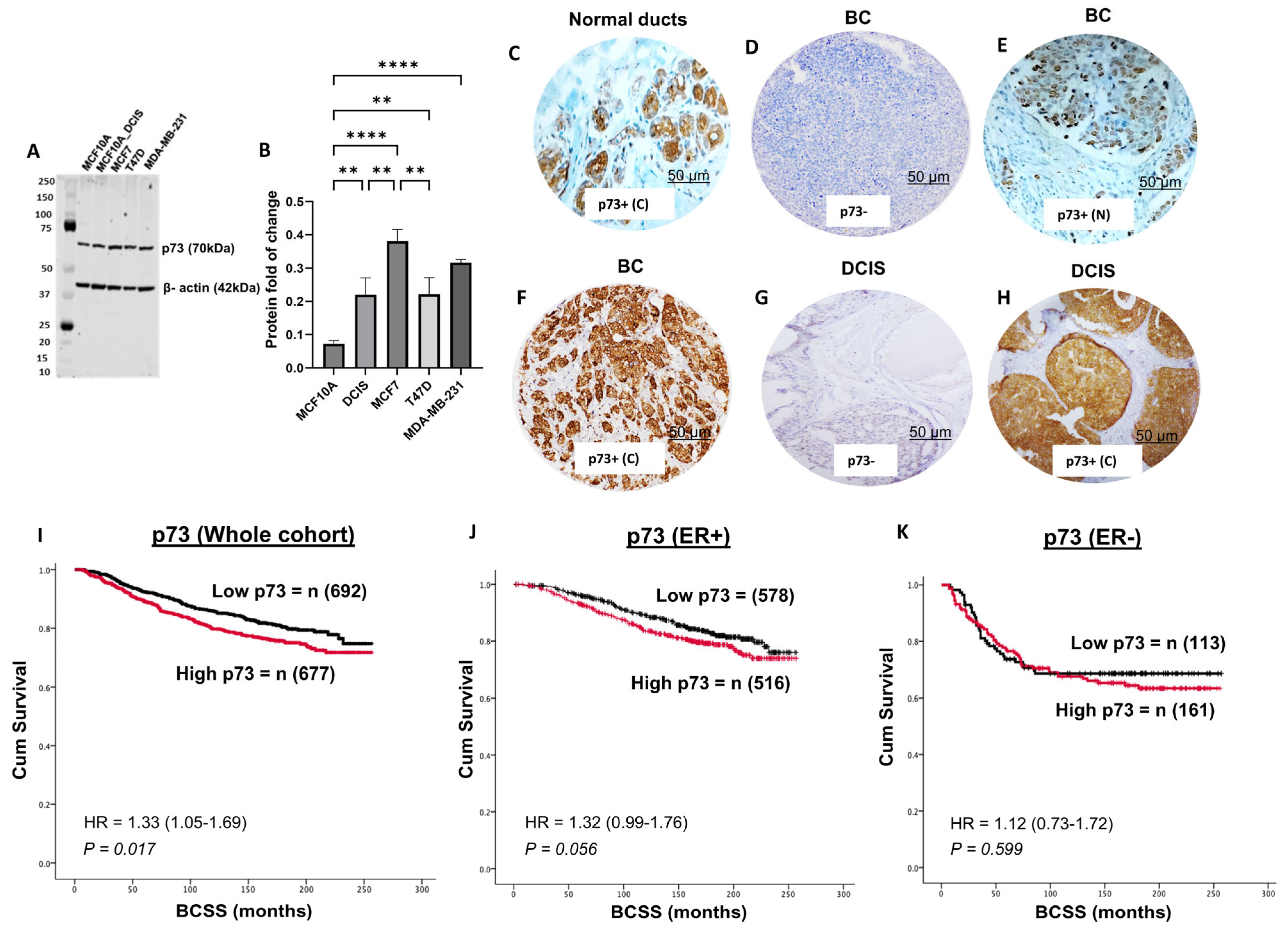 Biomedicines 13 02484 g001