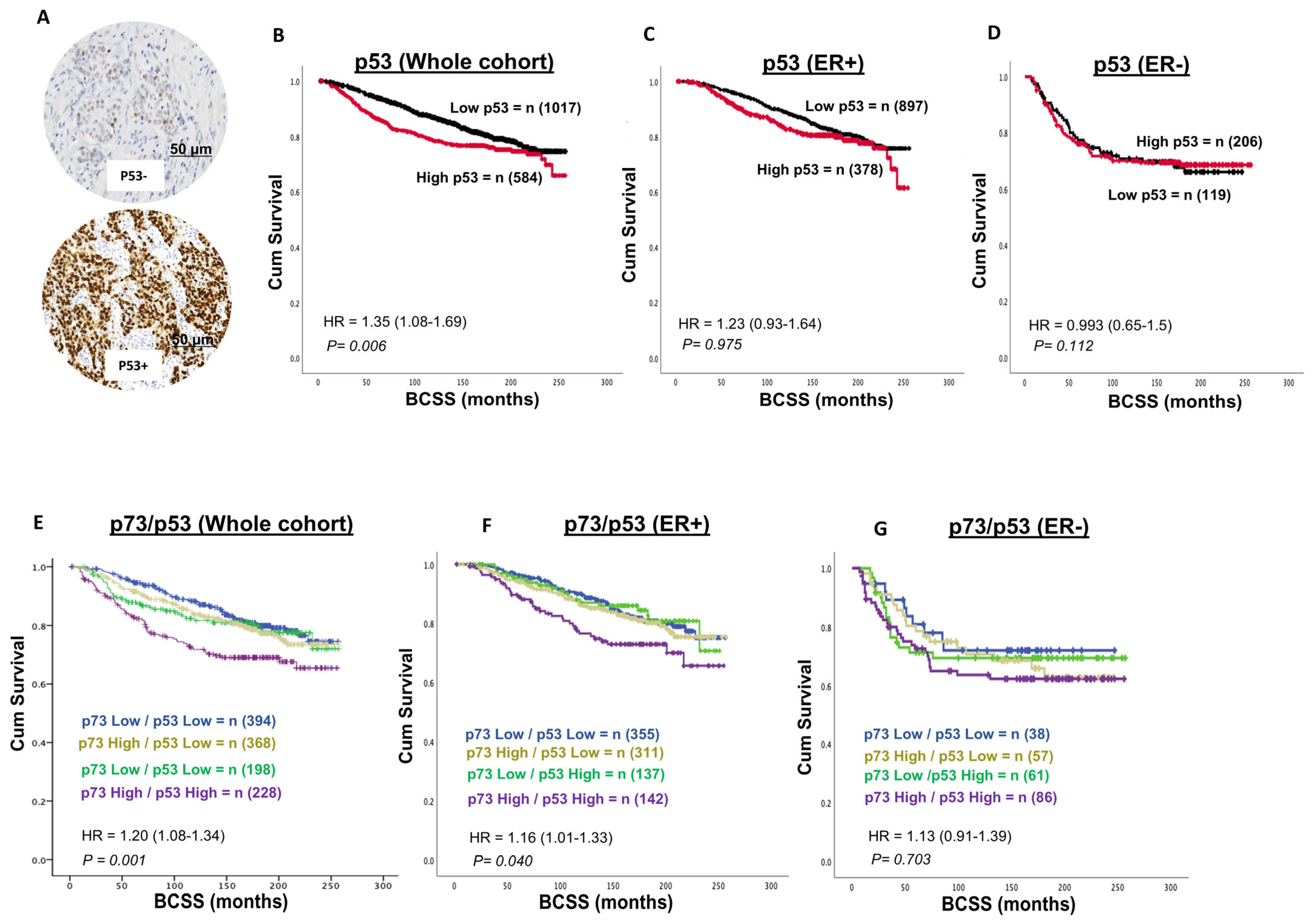 Biomedicines 13 02484 g003