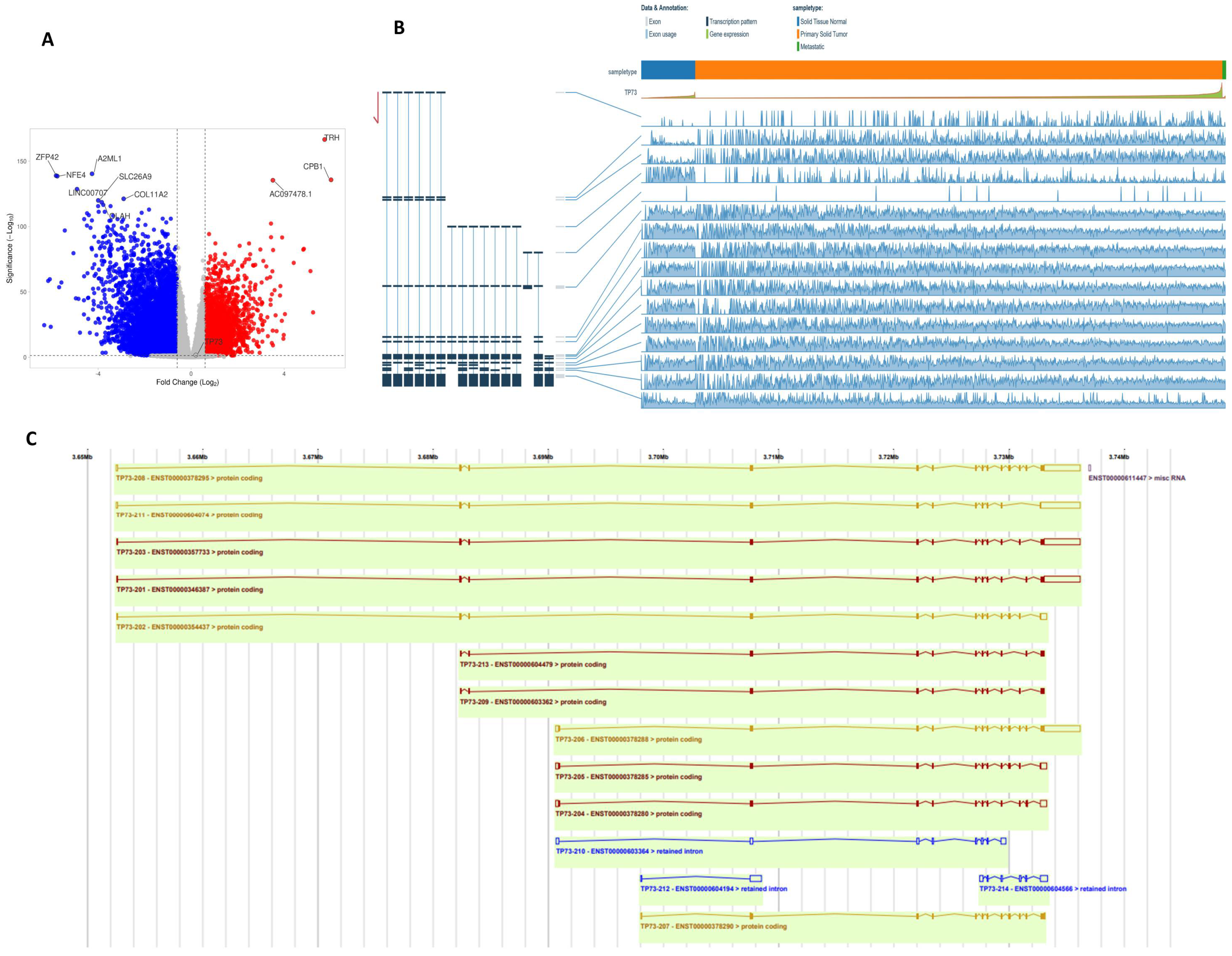Biomedicines 13 02484 g004
