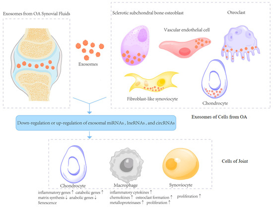 Exosomes in Osteoarthritis: Breakthrough Innovations and
