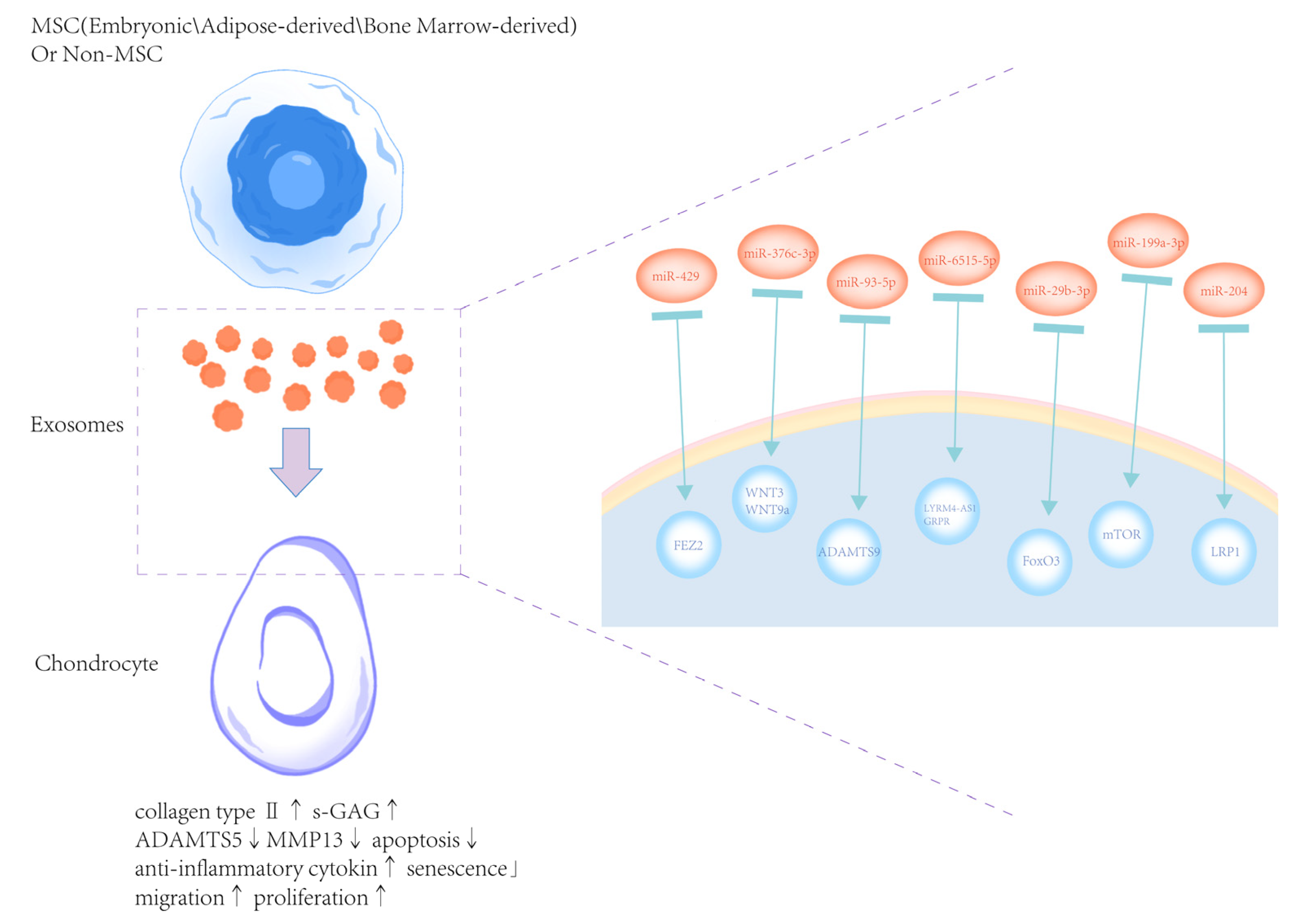 Biomedicines 13 02486 g003
