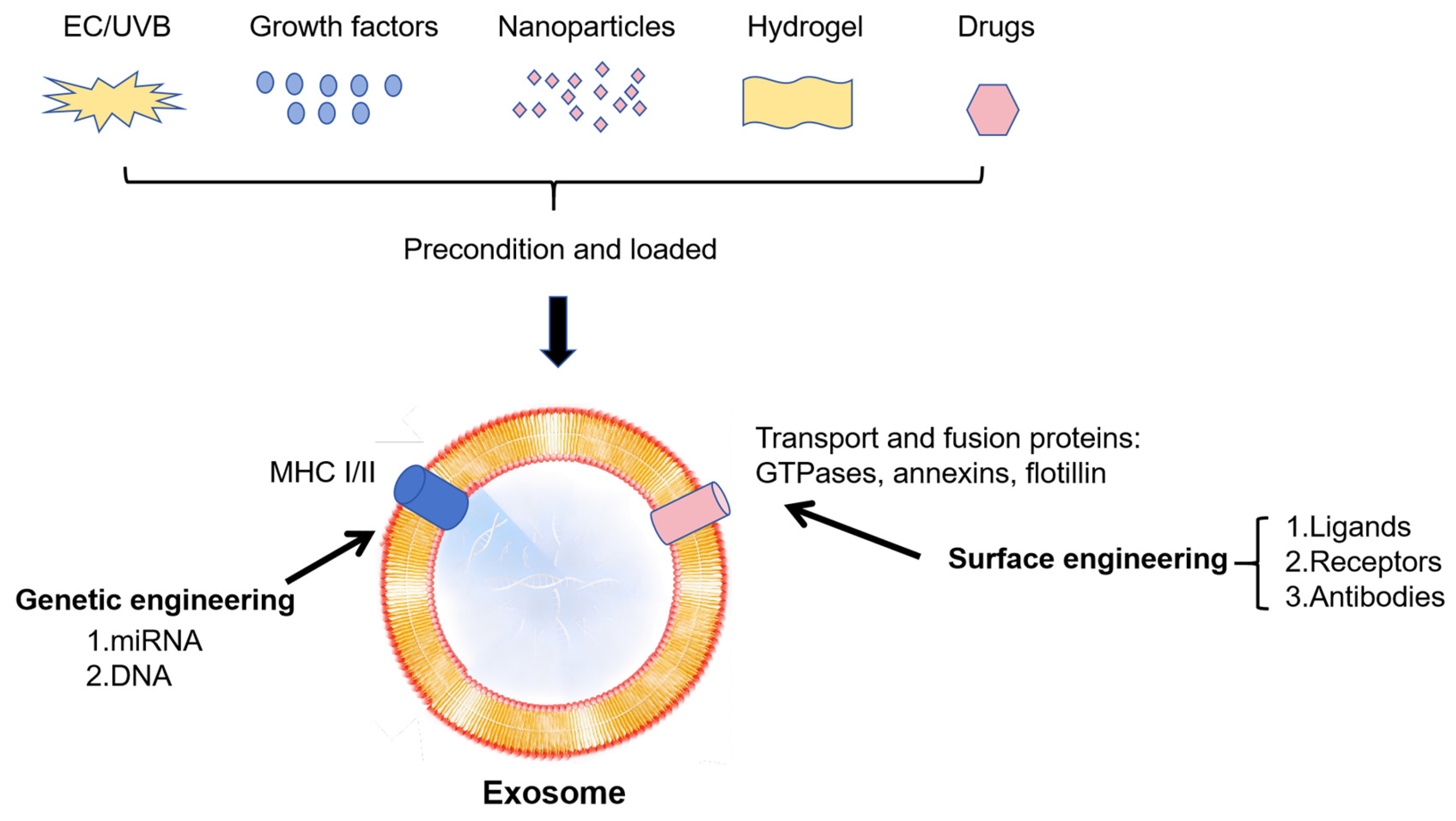 Biomedicines 13 02486 g004