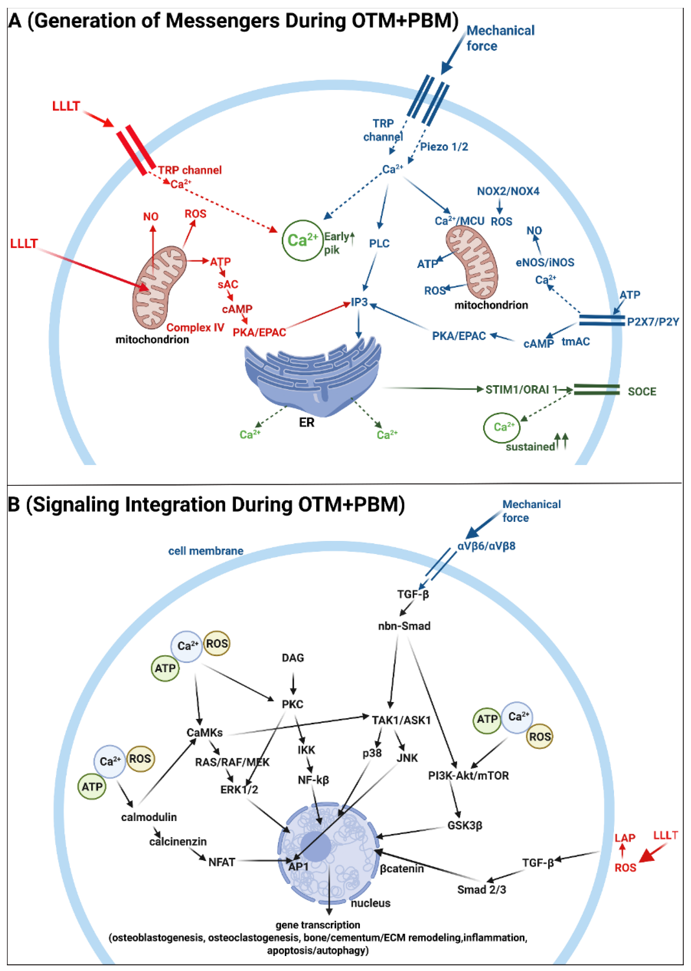Biomedicines 13 02495 g001