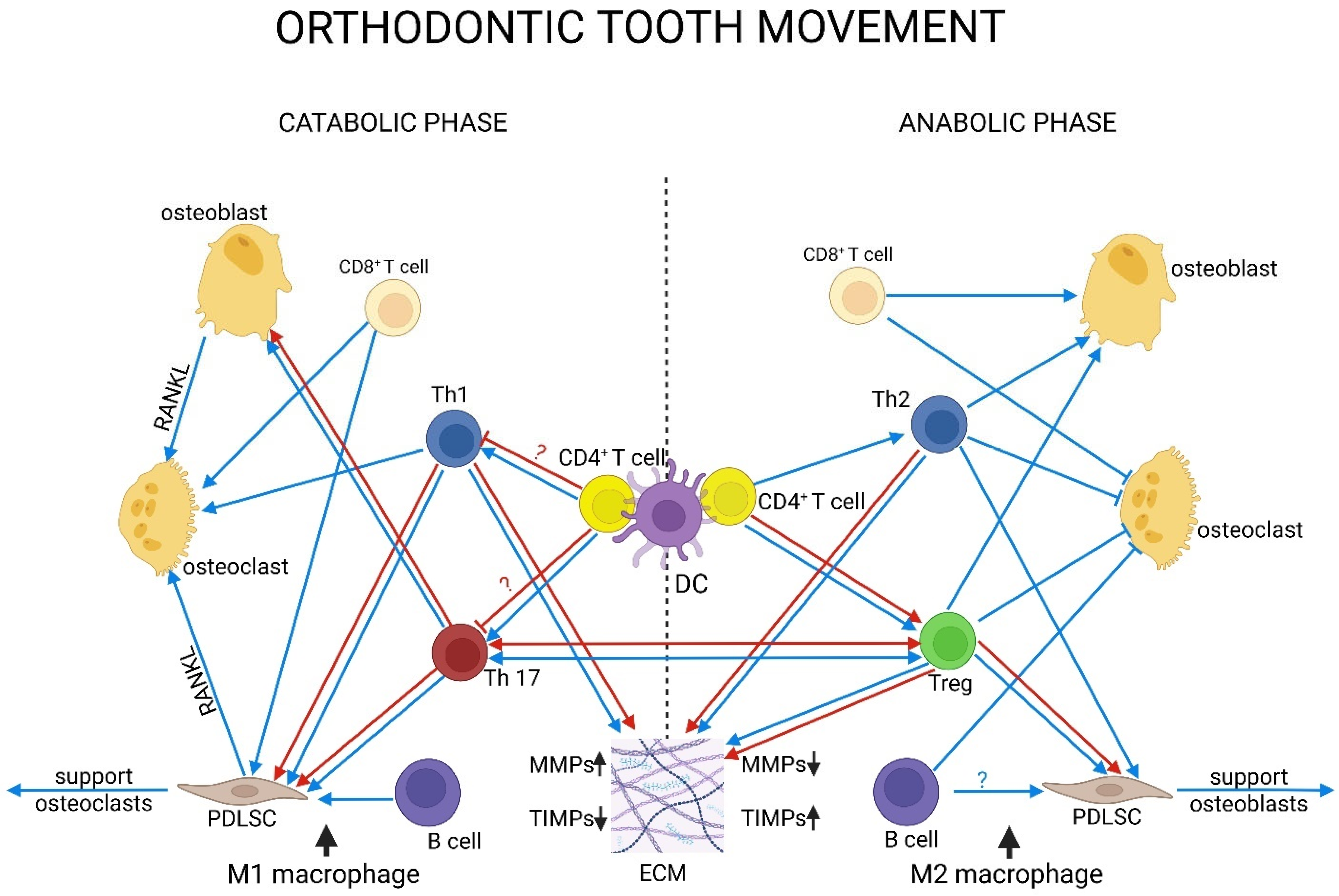 Biomedicines 13 02495 g004