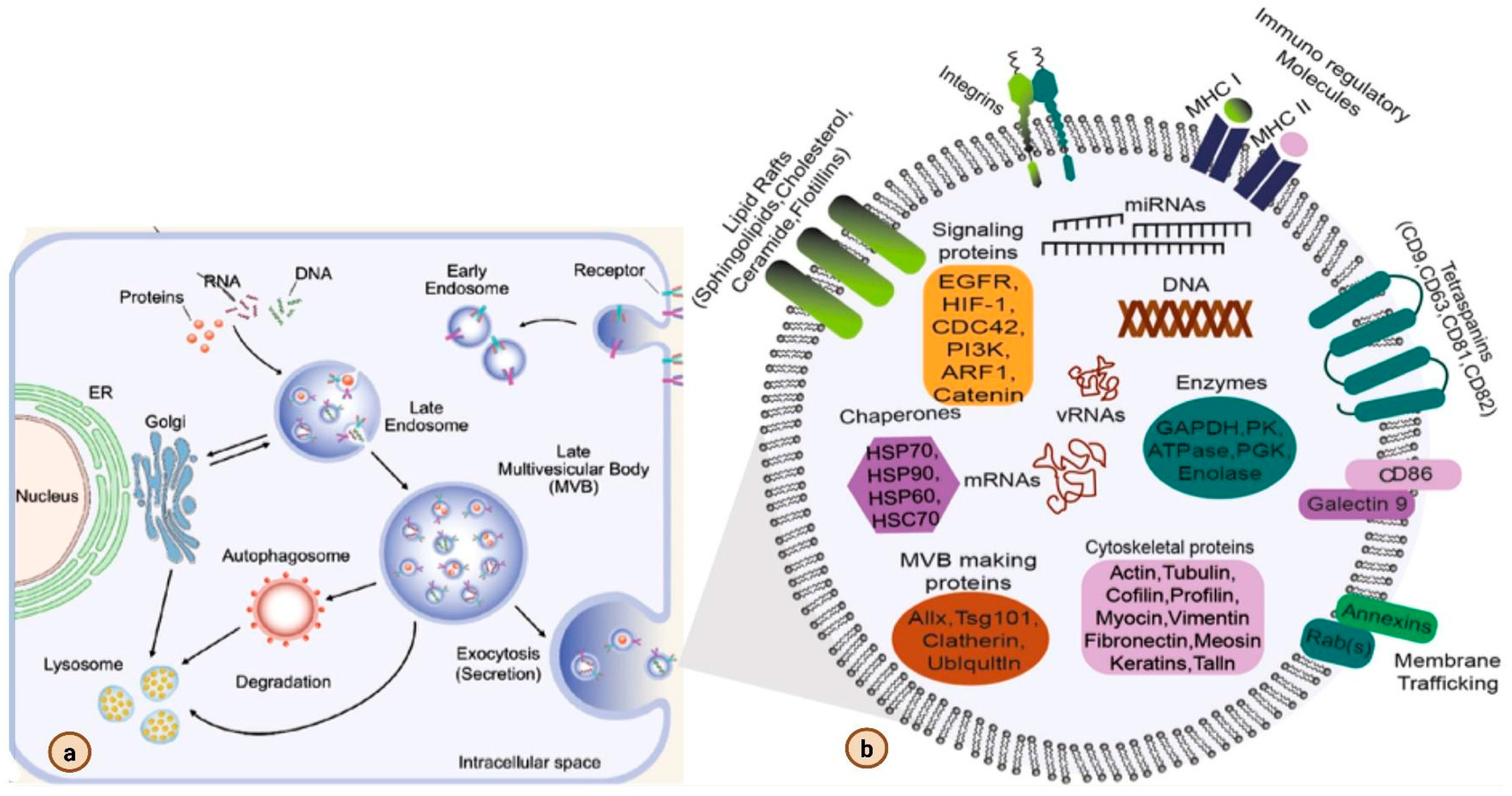 Biomedicines 13 02497 g002 Biomedicines 13 02497 g002