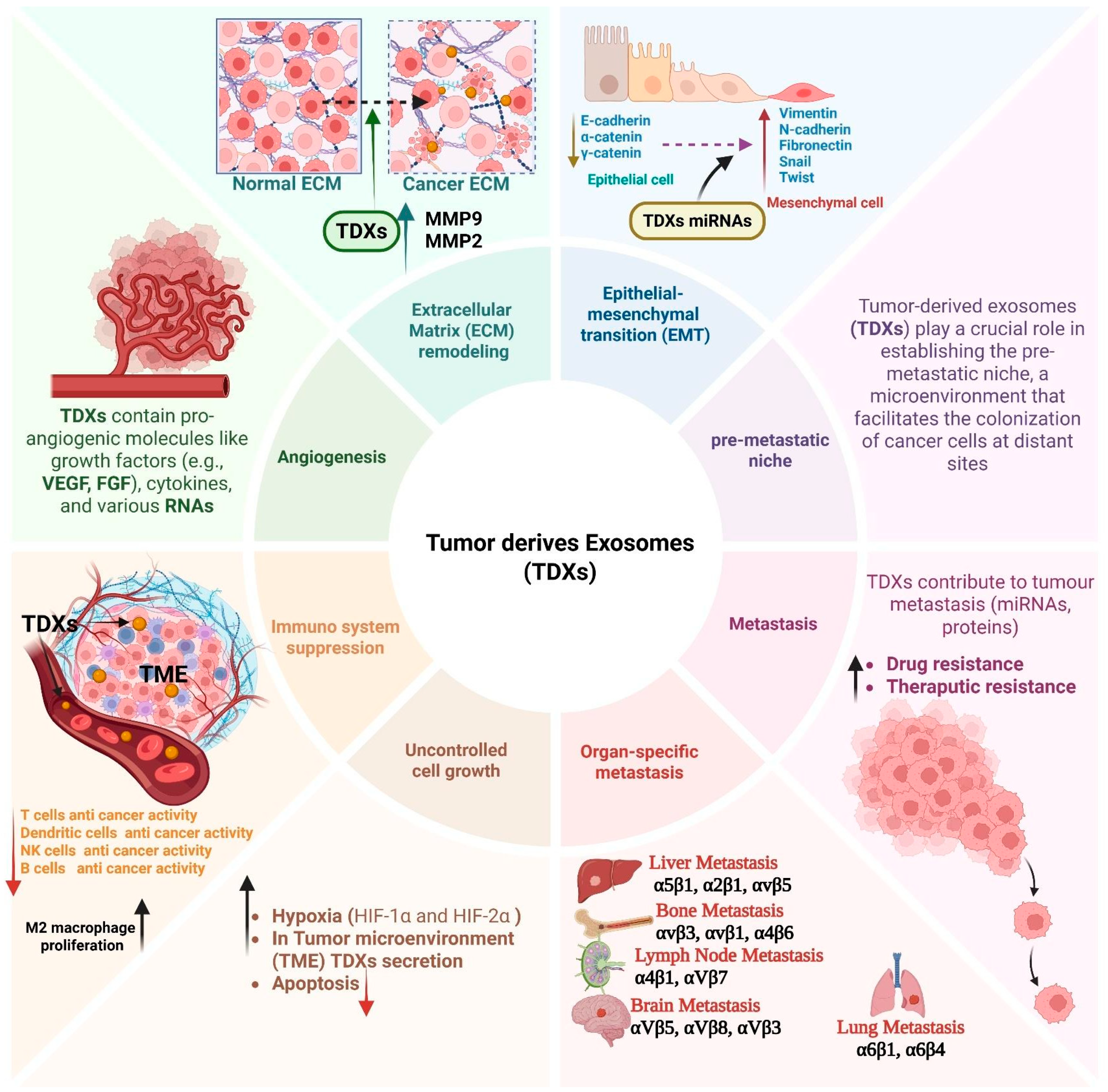 Biomedicines 13 02497 g003 Biomedicines 13 02497 g003