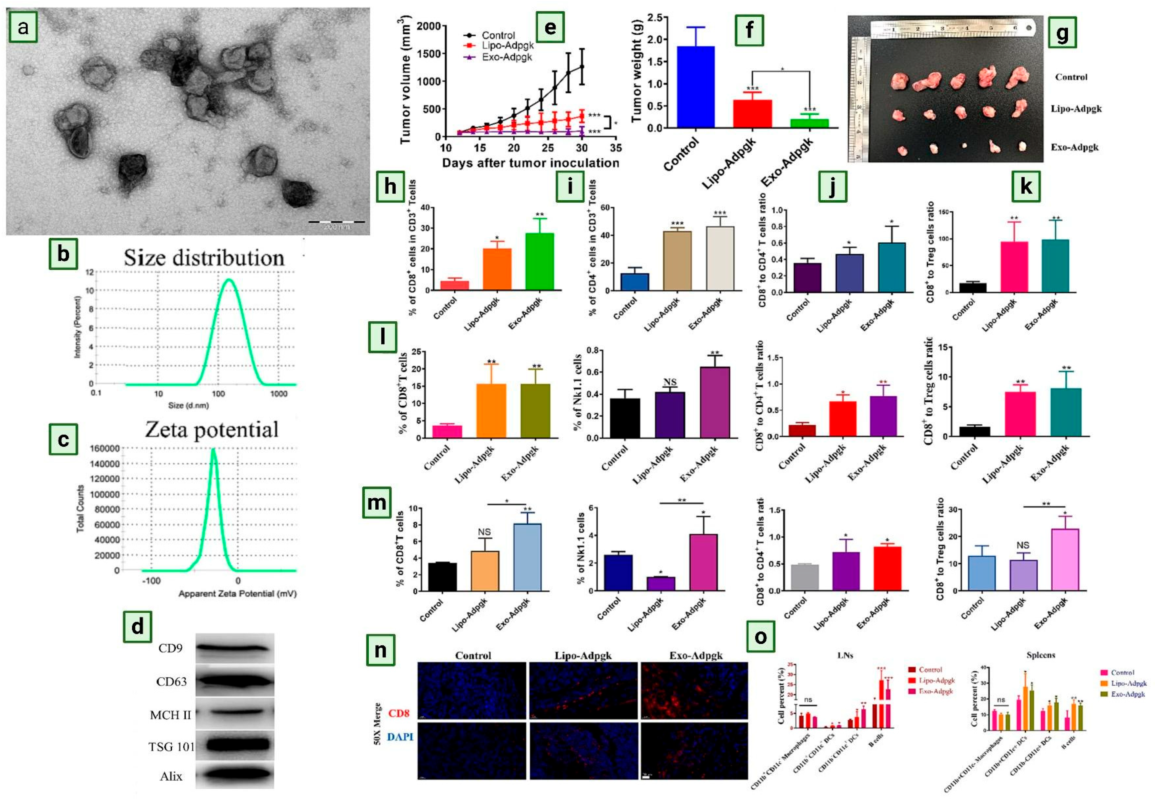 Biomedicines 13 02497 g004 Biomedicines 13 02497 g004
