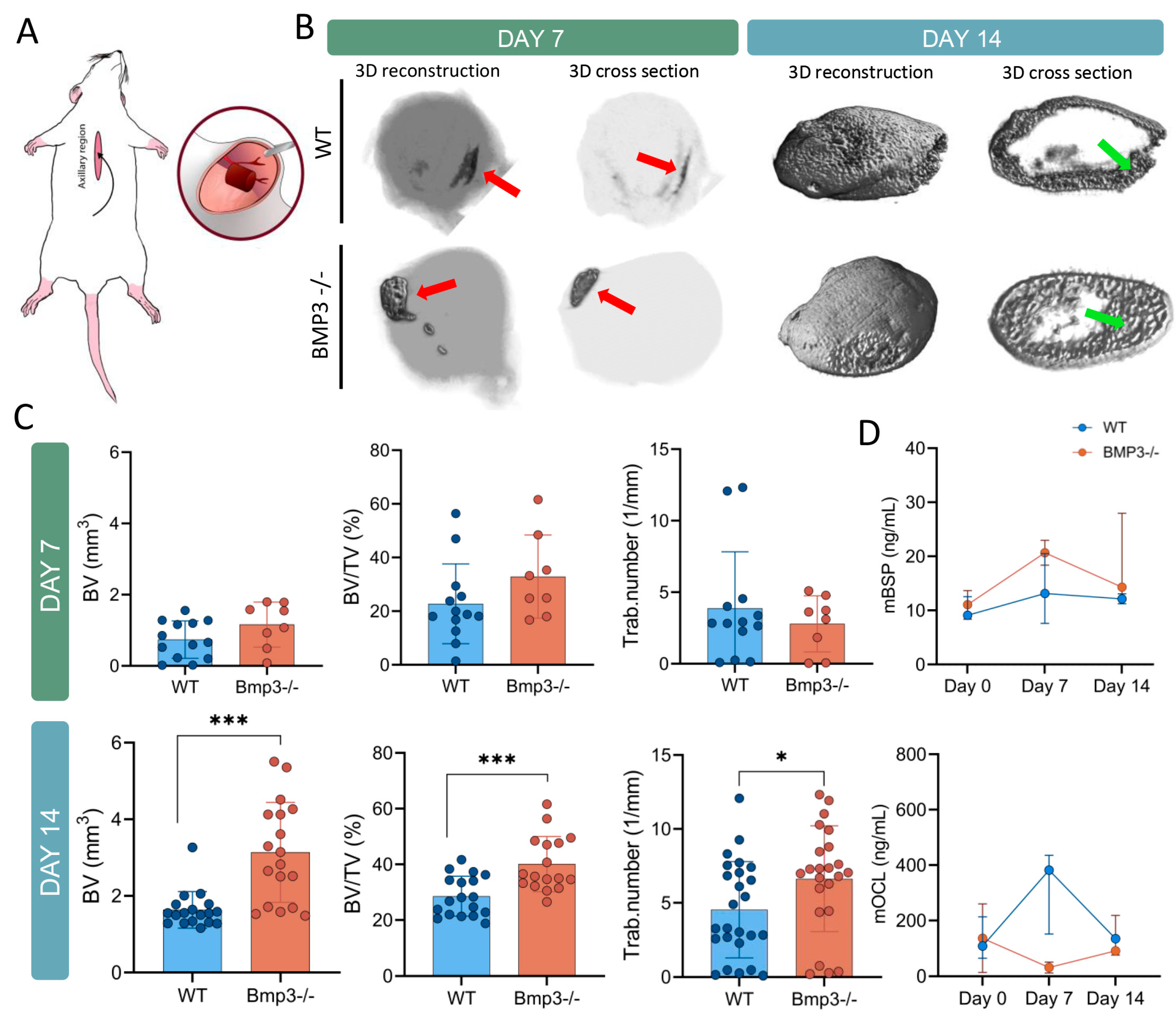 Biomedicines 13 02508 g002 Biomedicines 13 02508 g002