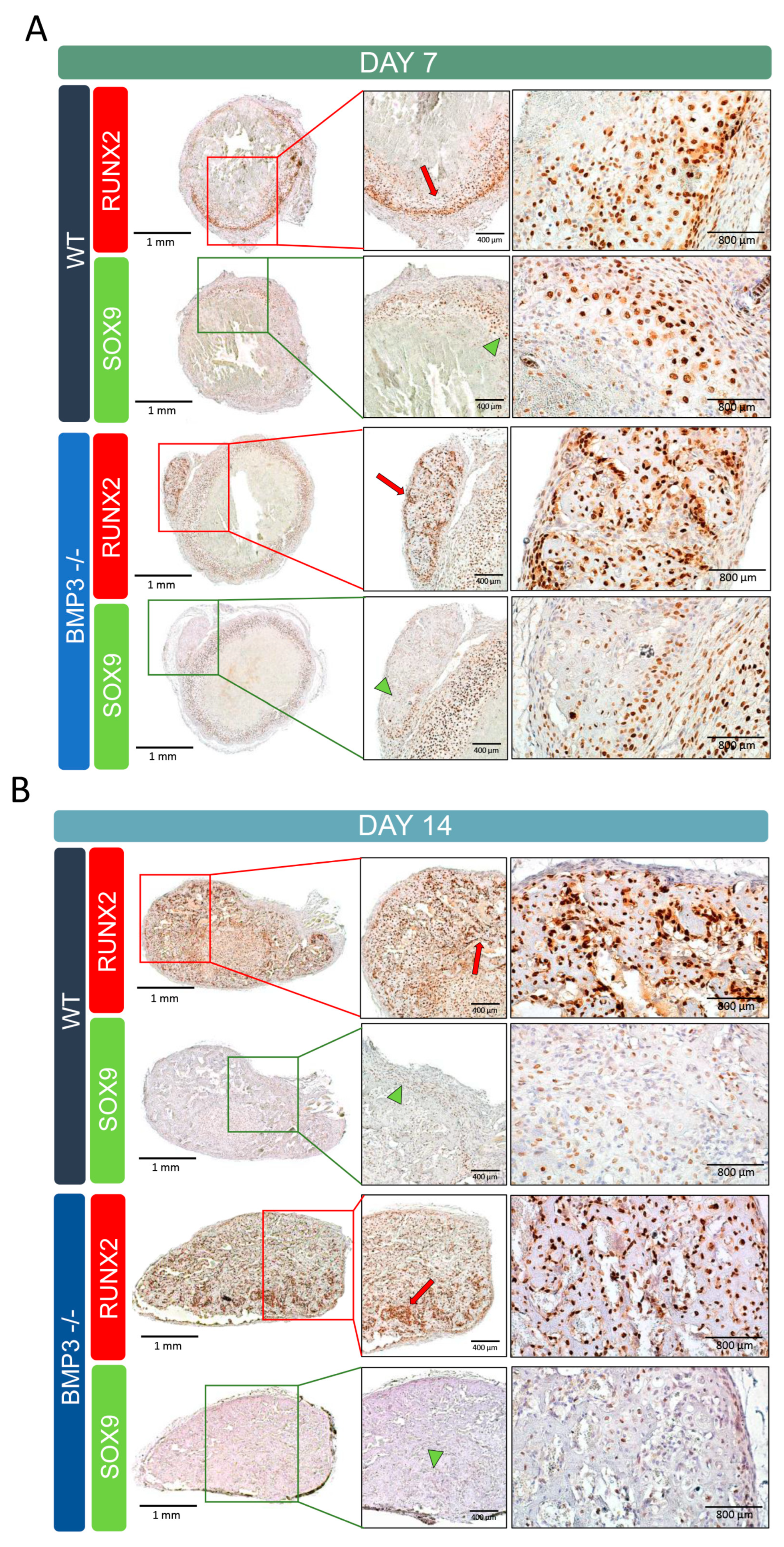 Biomedicines 13 02508 g003 Biomedicines 13 02508 g003