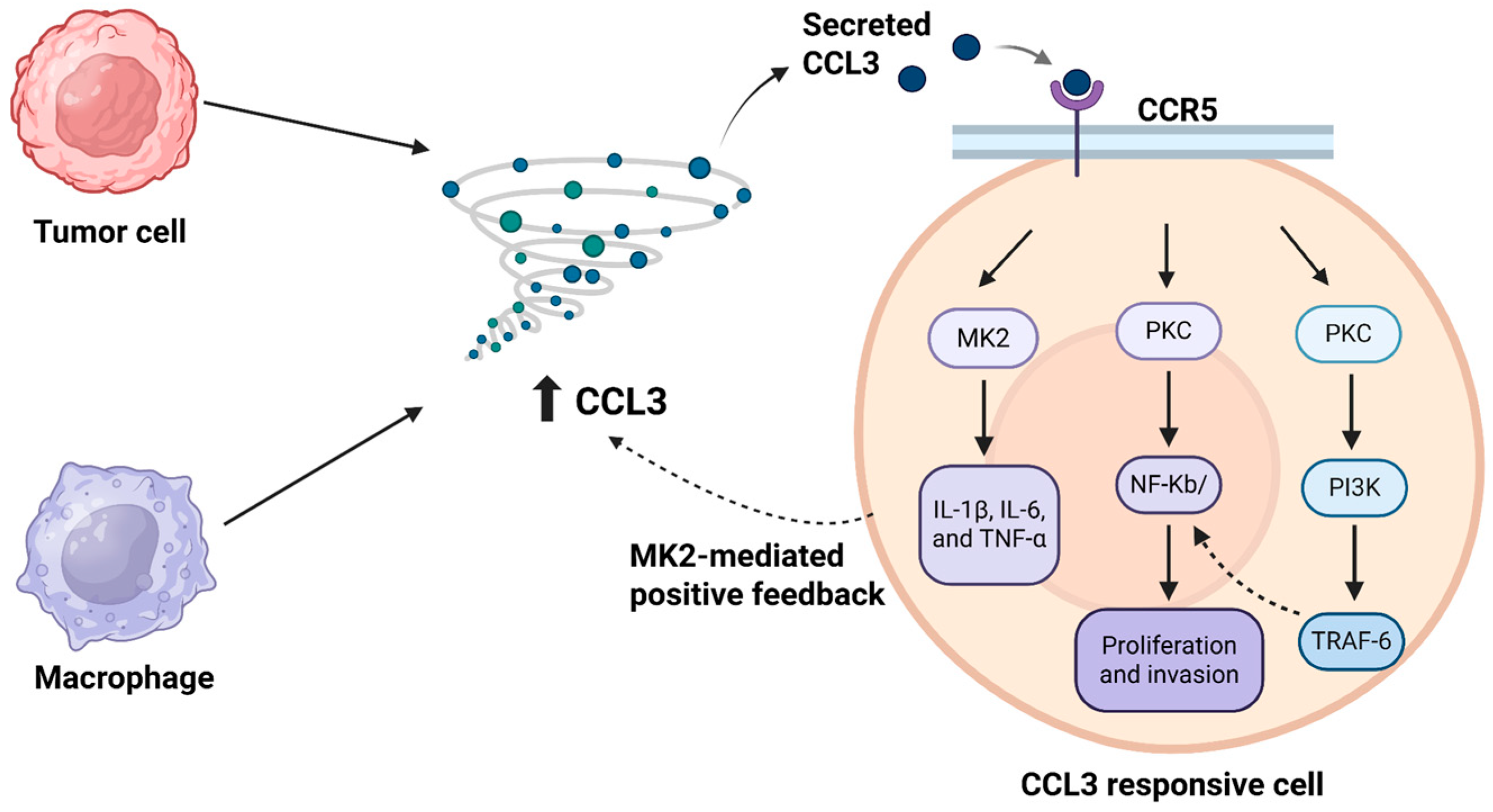 Biomedicines 13 02512 g001