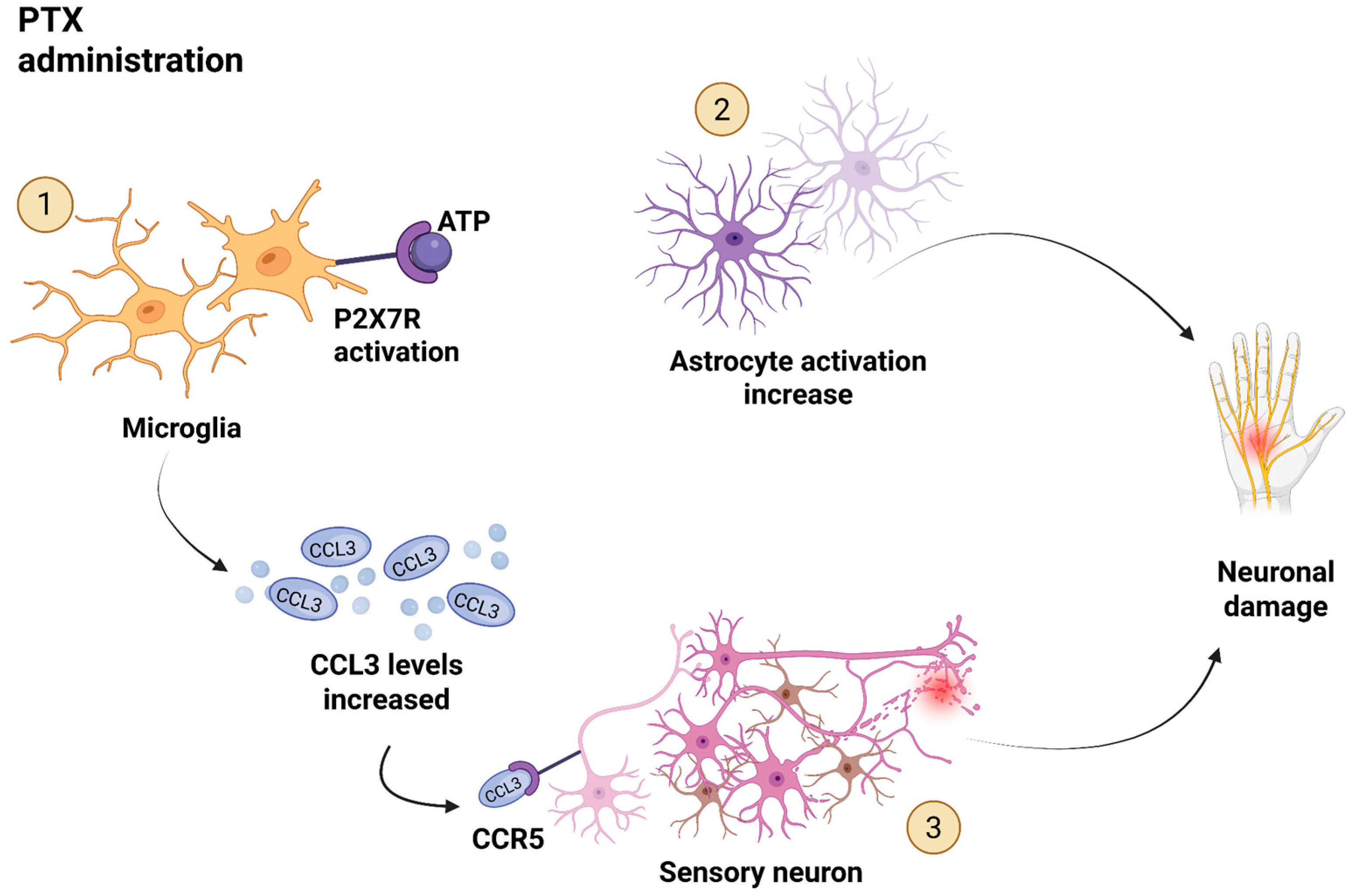 Biomedicines 13 02512 g002