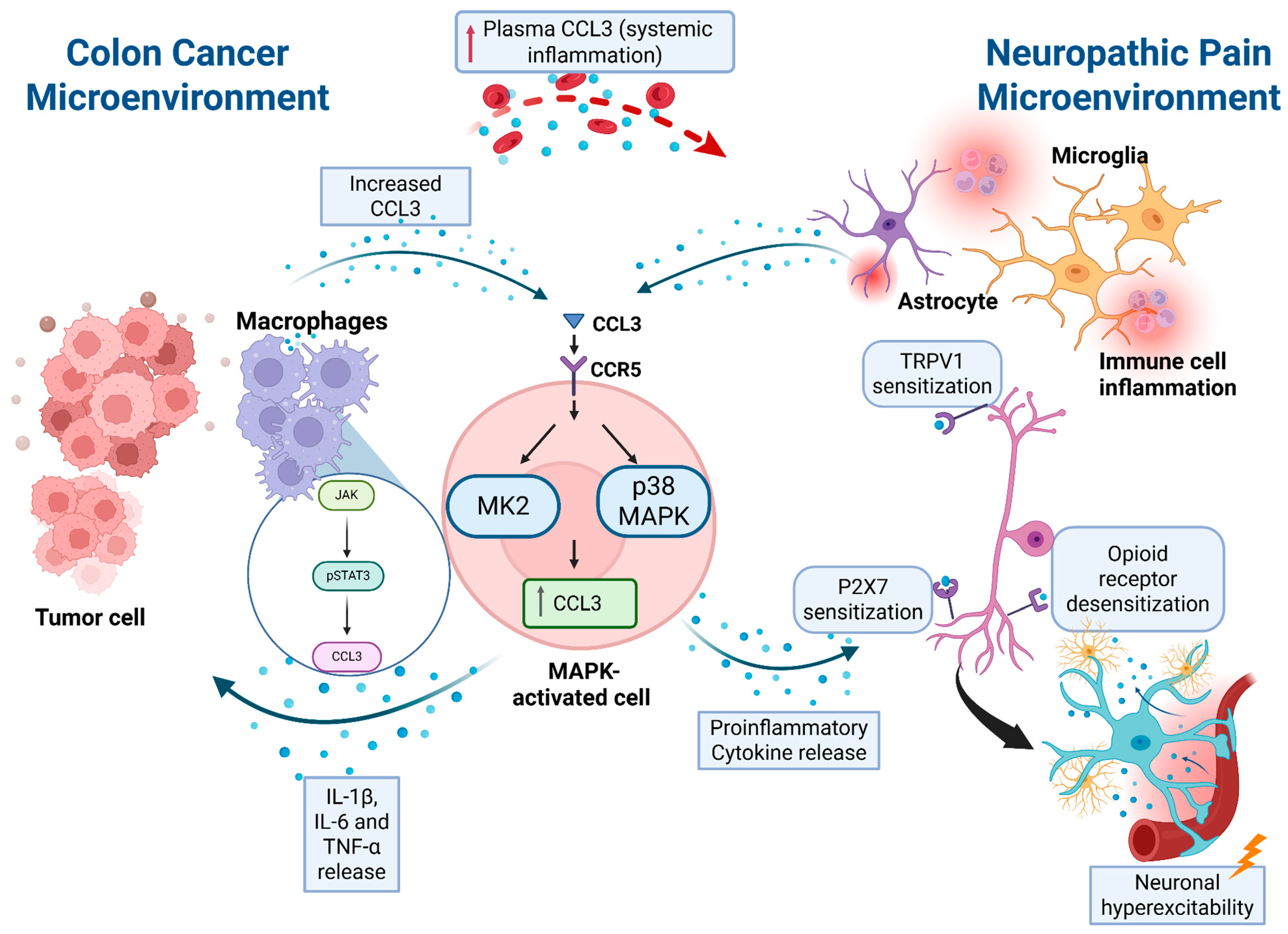 Biomedicines 13 02512 g003