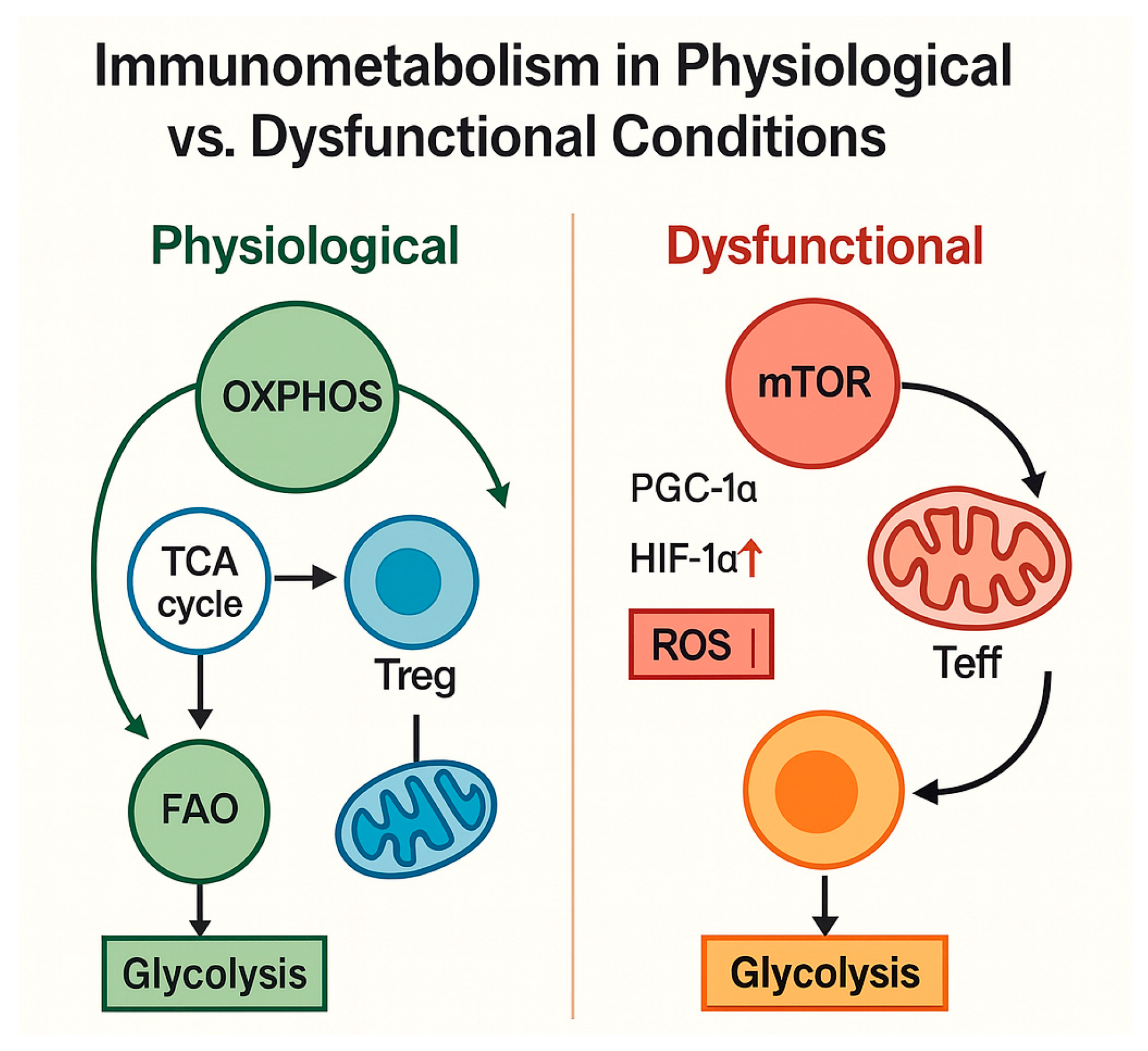 Biomedicines 13 02513 g003