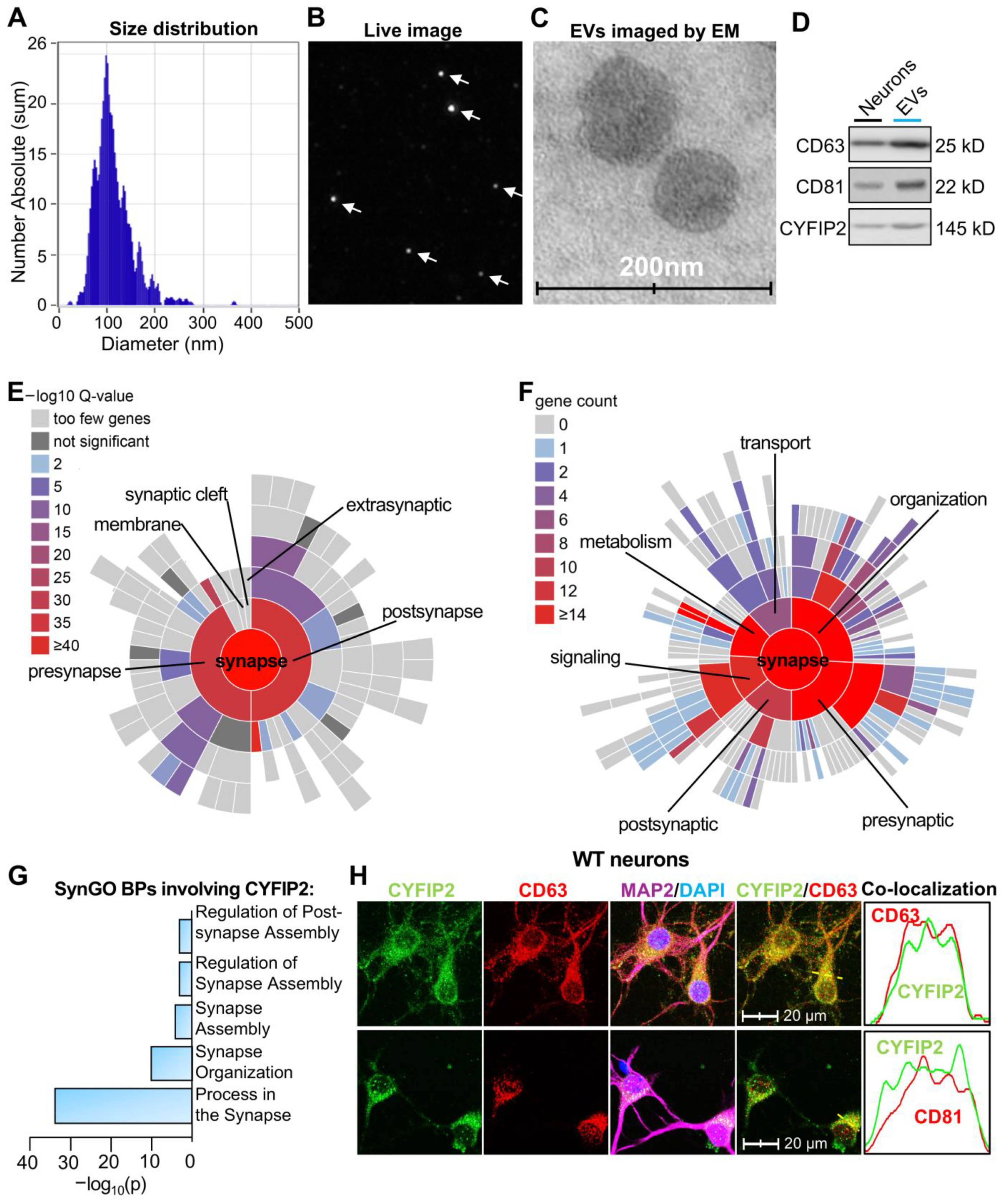 Biomedicines 13 02518 g001