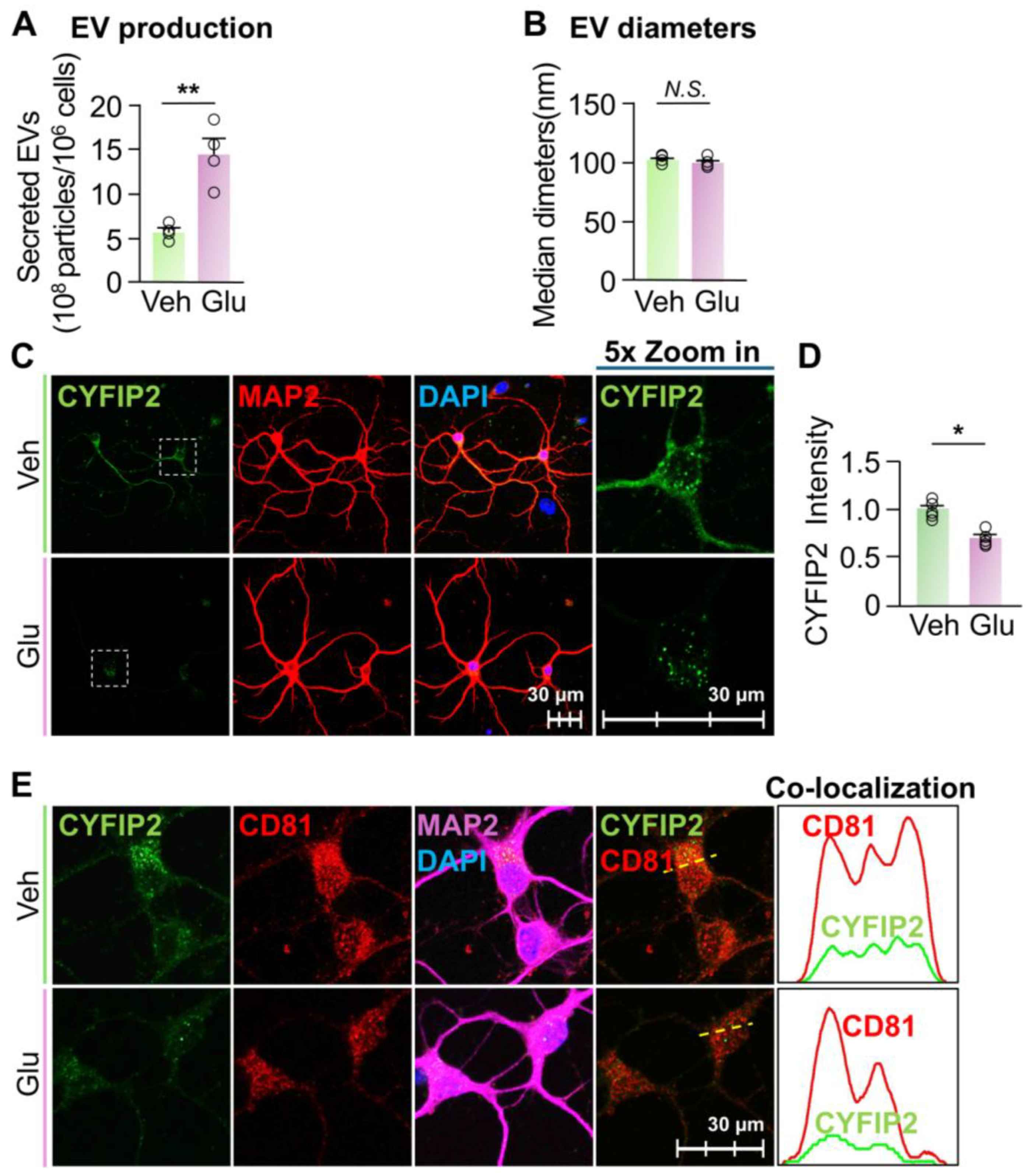 Biomedicines 13 02518 g003
