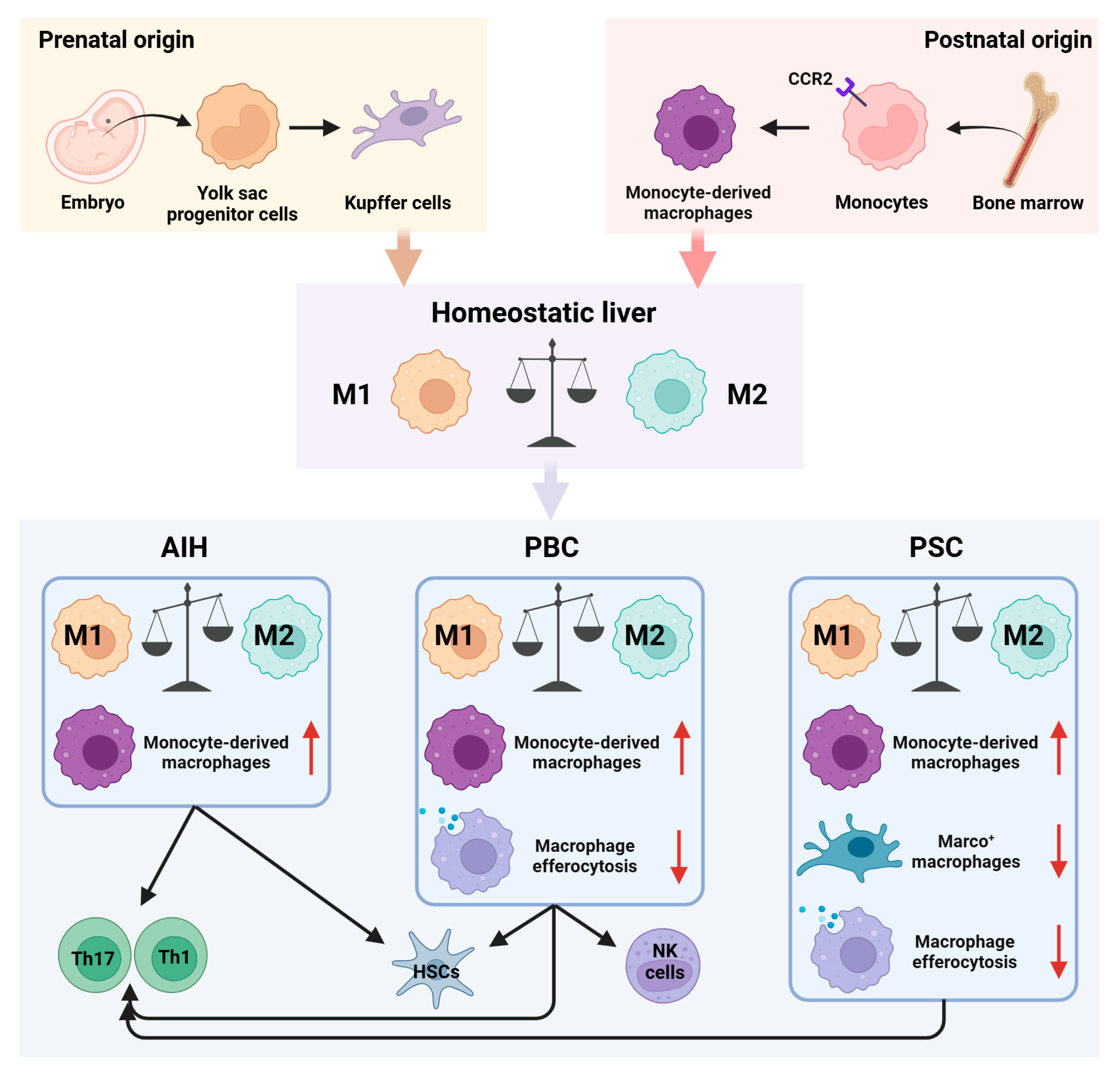 Biomedicines 13 02520 g001 Biomedicines 13 02520 g001