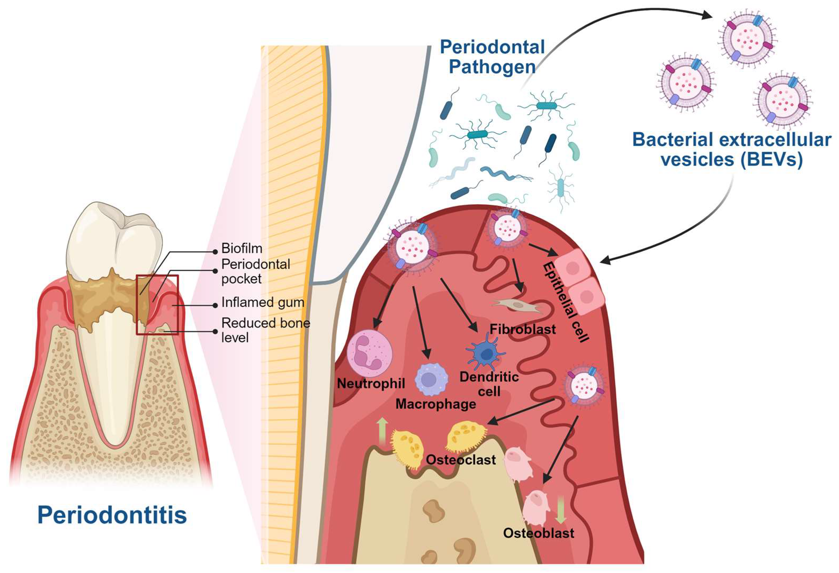 Biomedicines 13 02521 g001